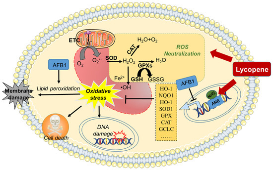 Lycopene as a Therapeutic Agent against Aflatoxin B1-Related