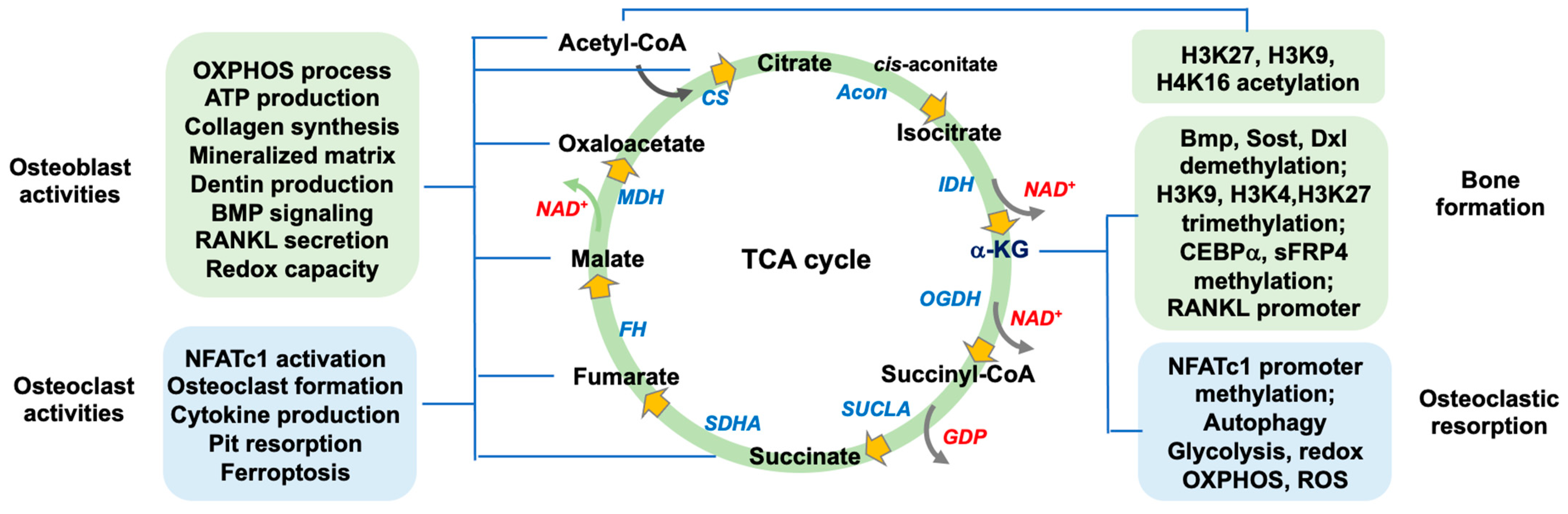 Antioxidants 13 00470 g003