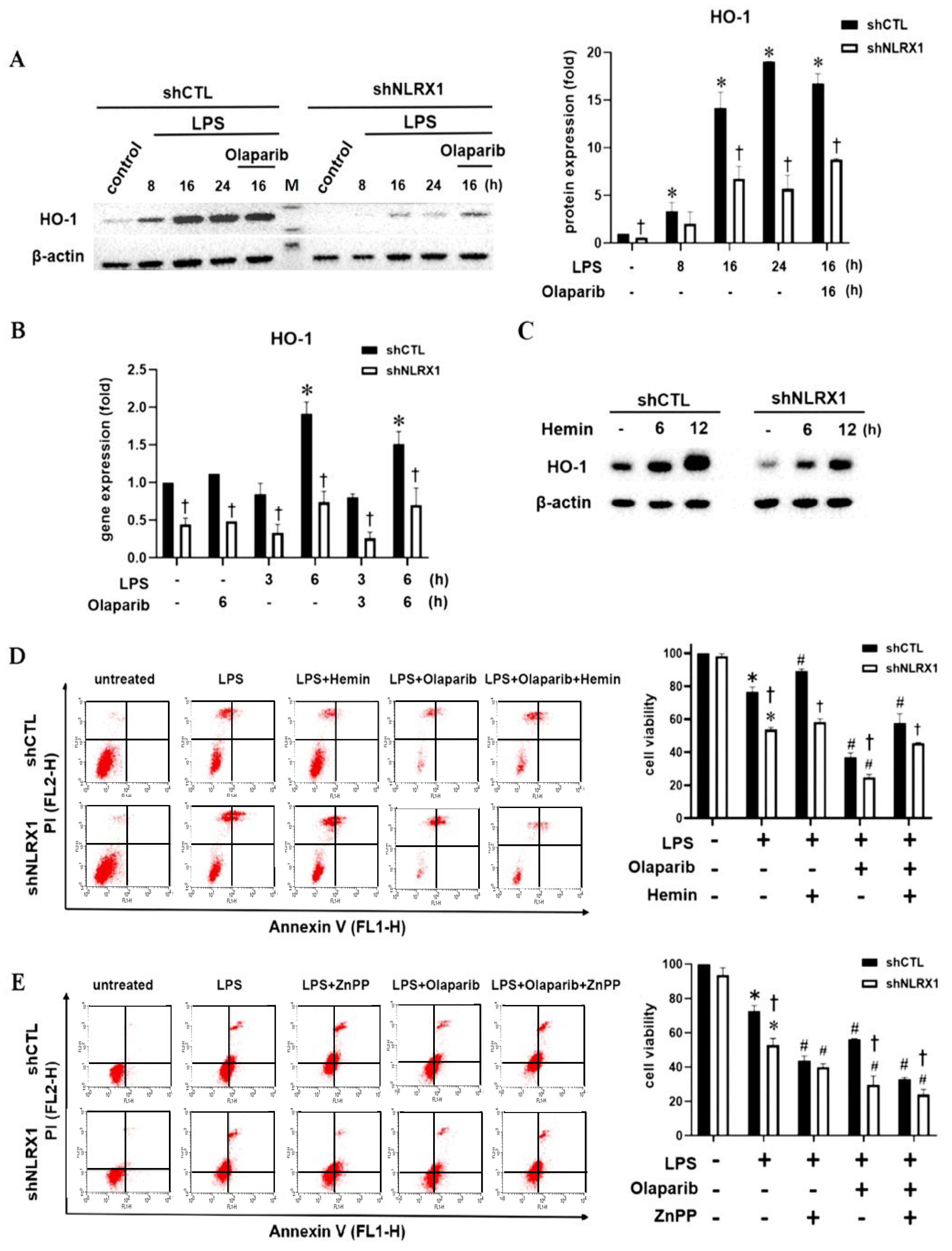 Antioxidants 13 00481 g004