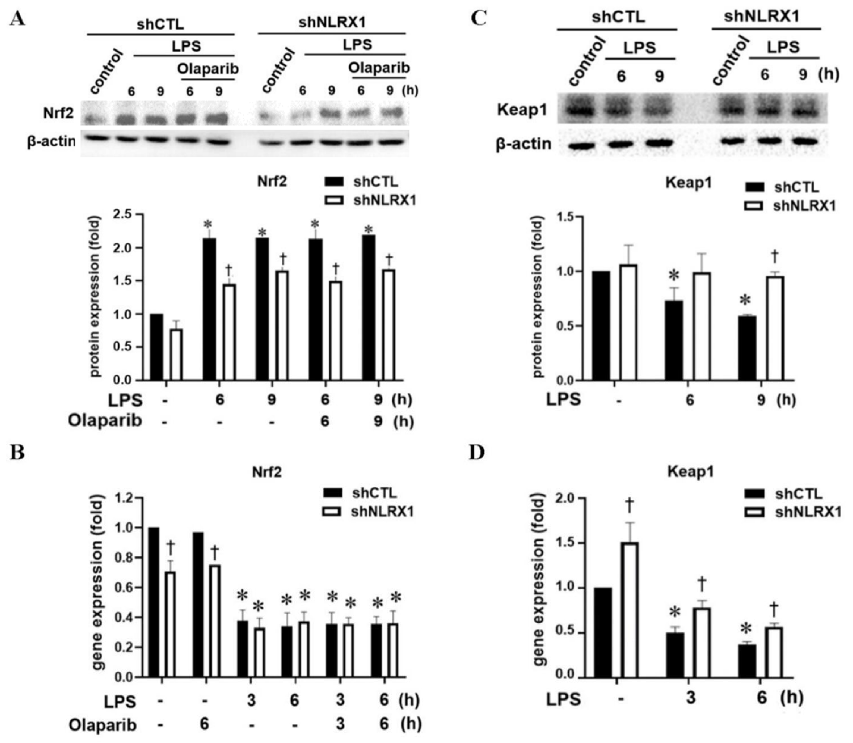 Antioxidants 13 00481 g005