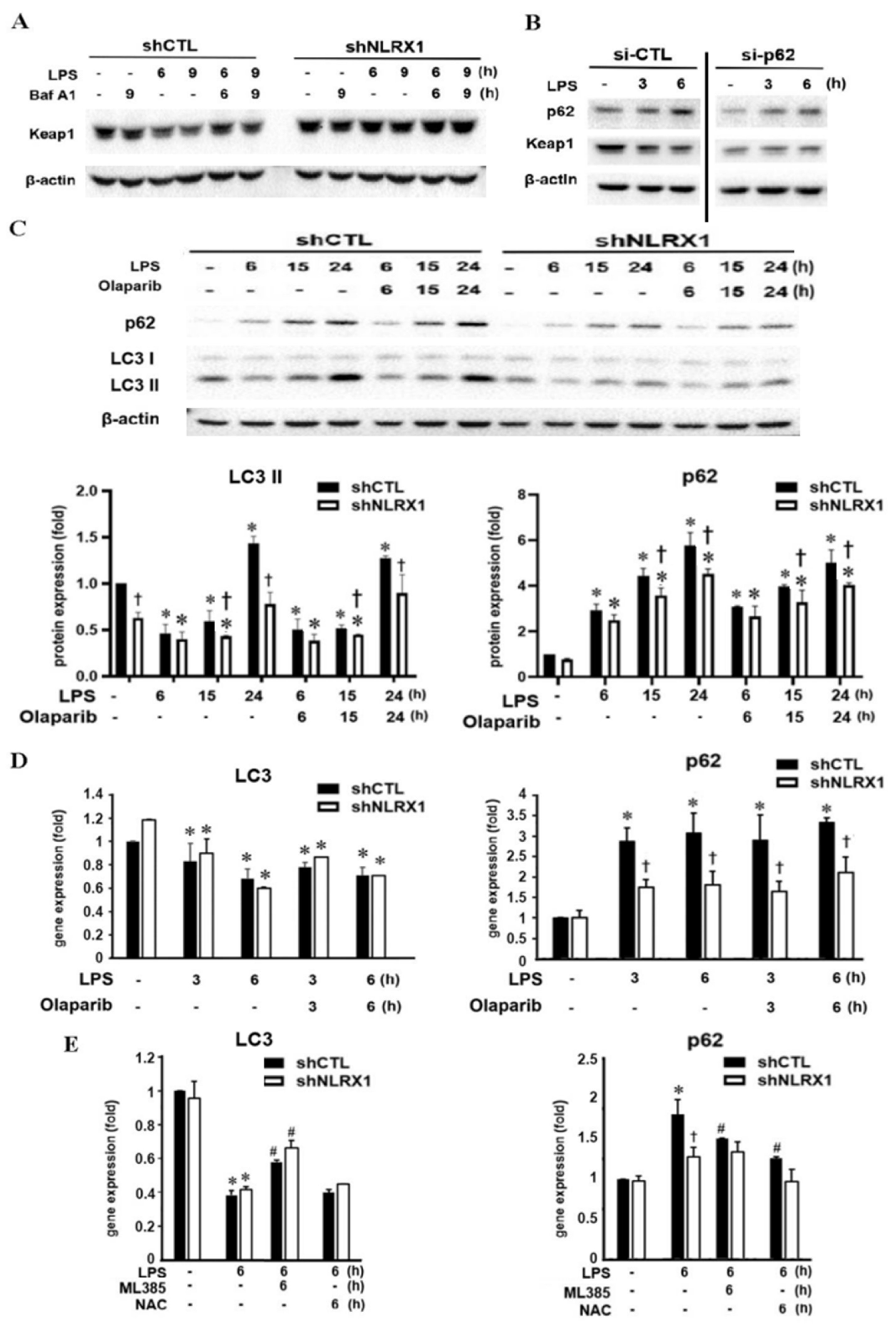Antioxidants 13 00481 g006