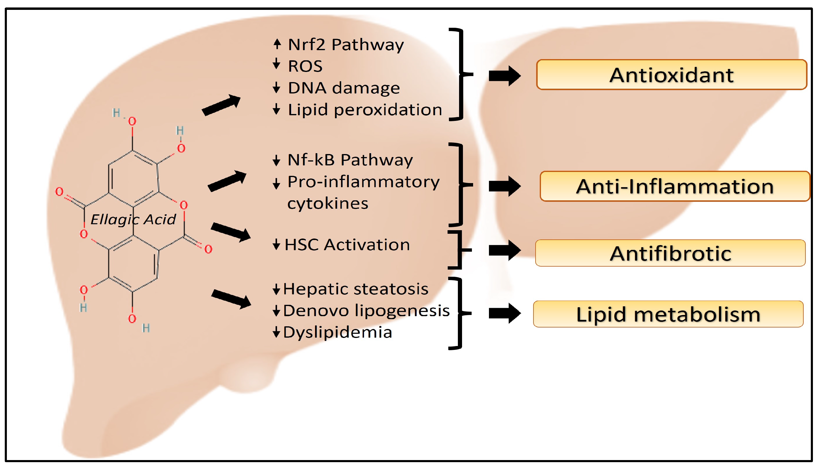 Antioxidants 13 00485 g002