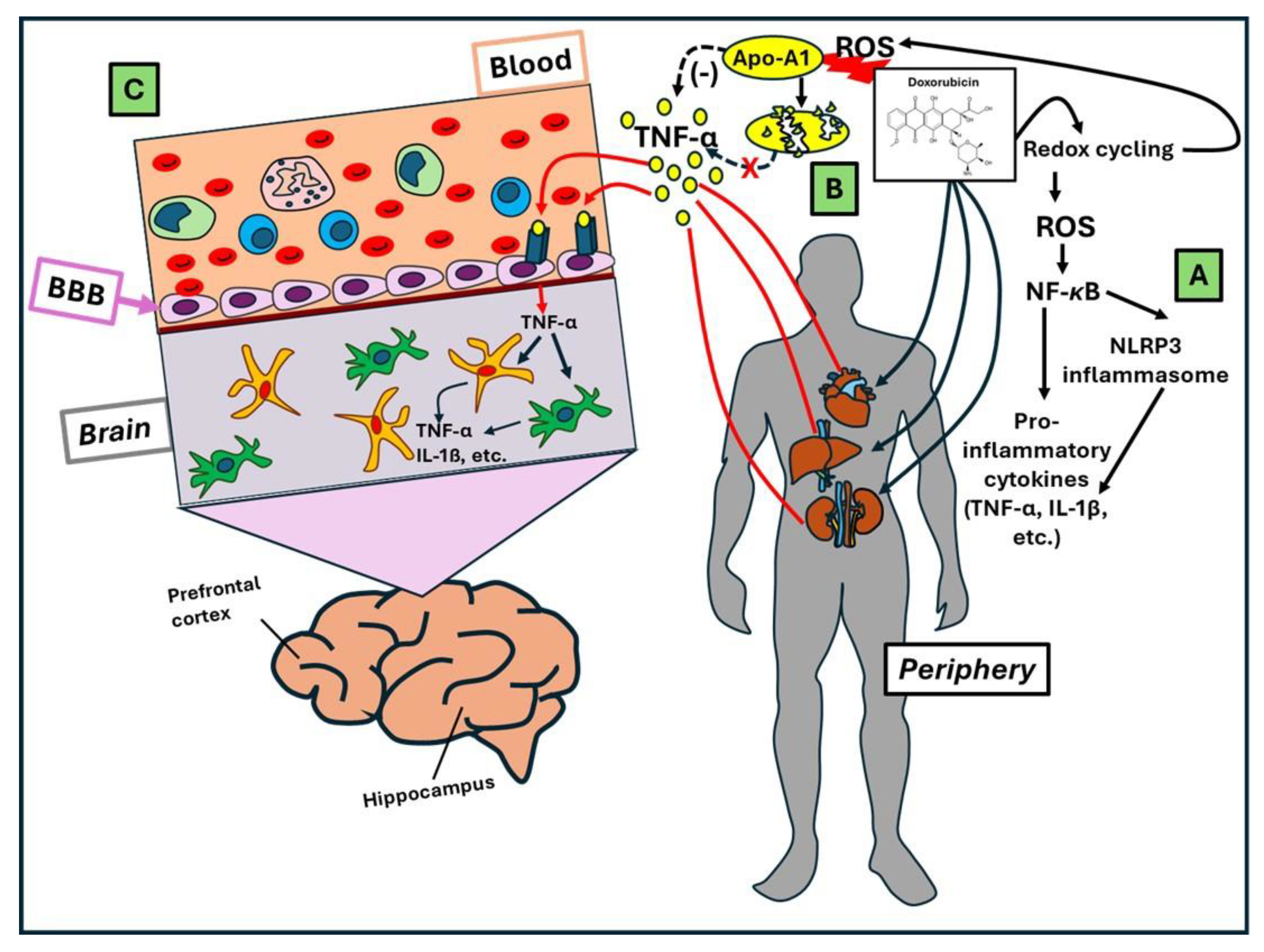 Antioxidants 13 00486 g002