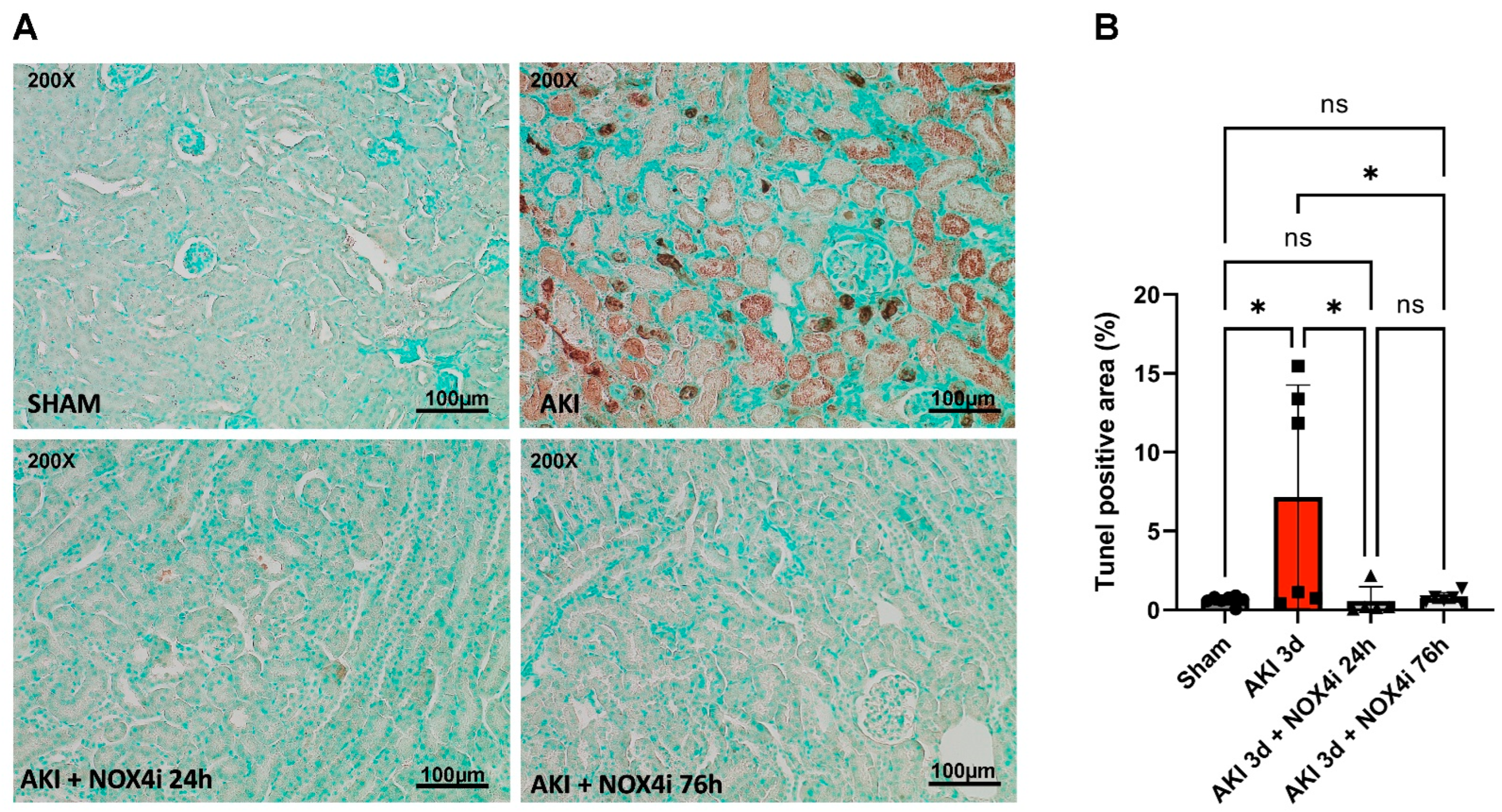 Antioxidants 13 00489 g003