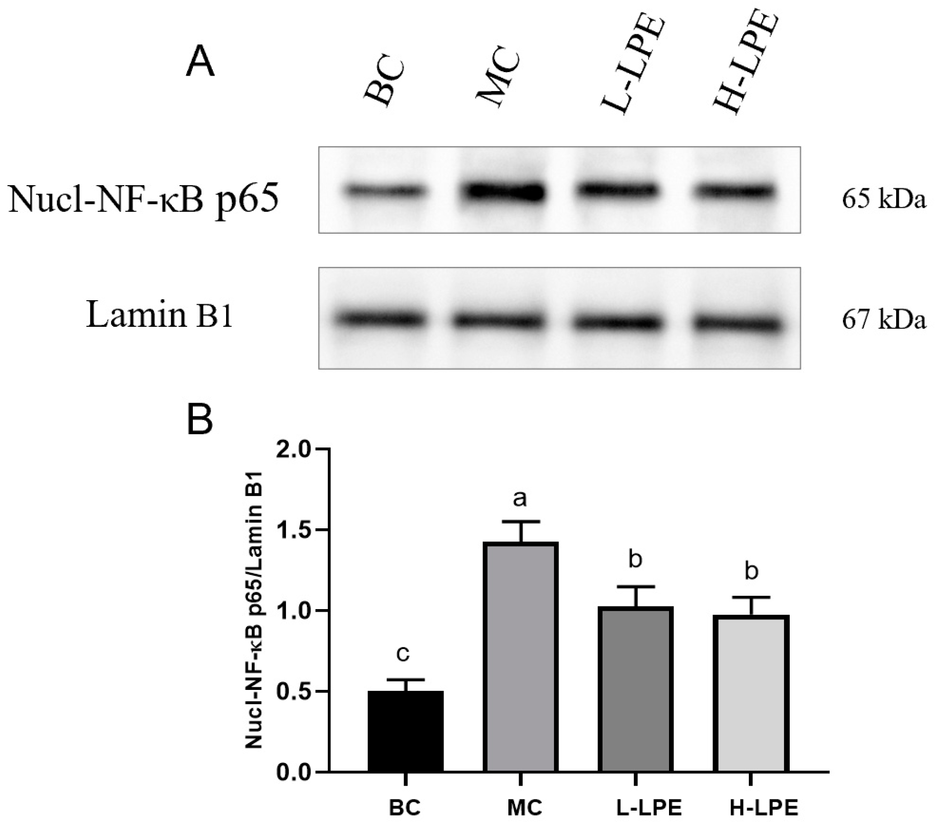 Antioxidants 13 00495 g010