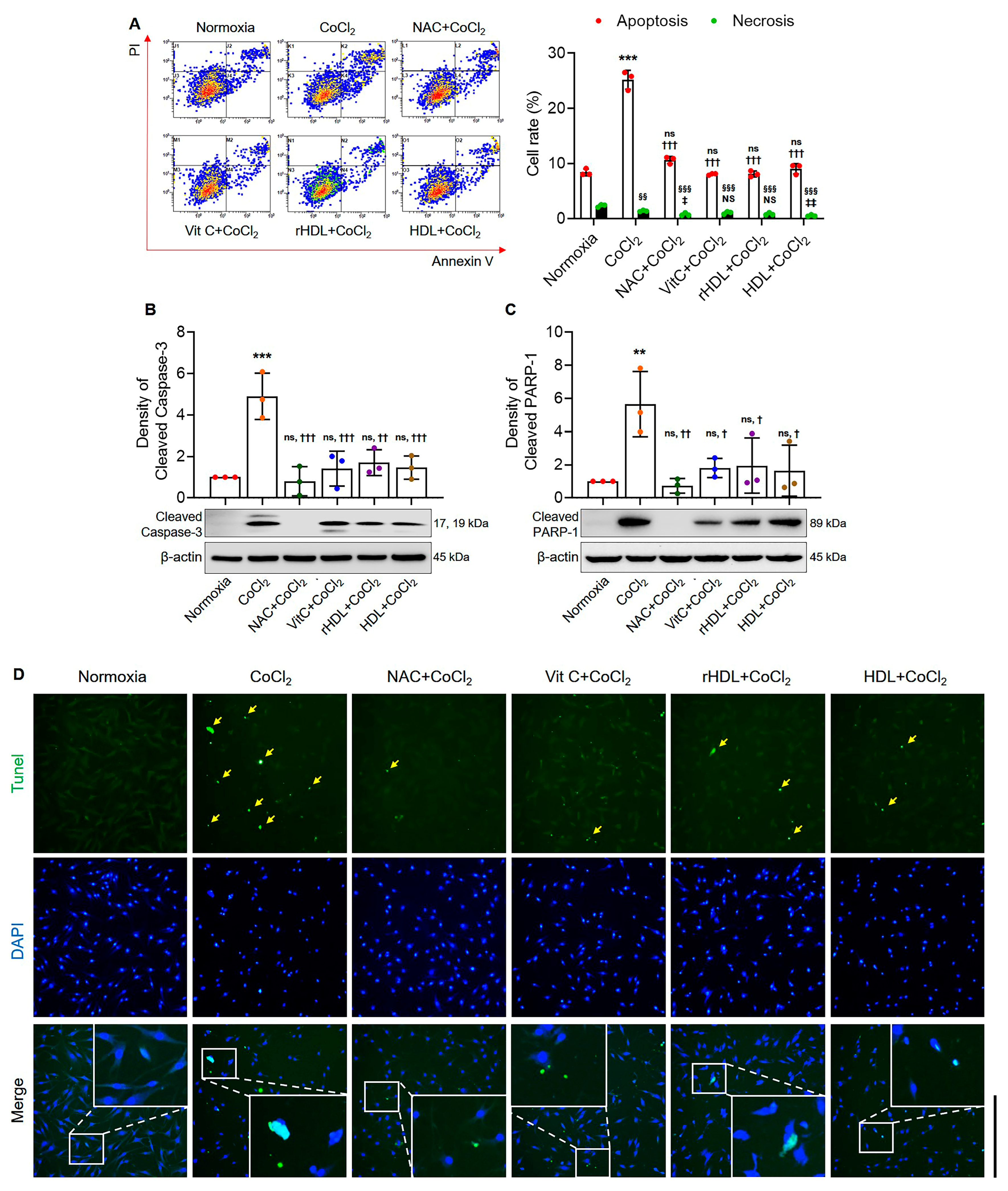 Antioxidants 13 00497 g004