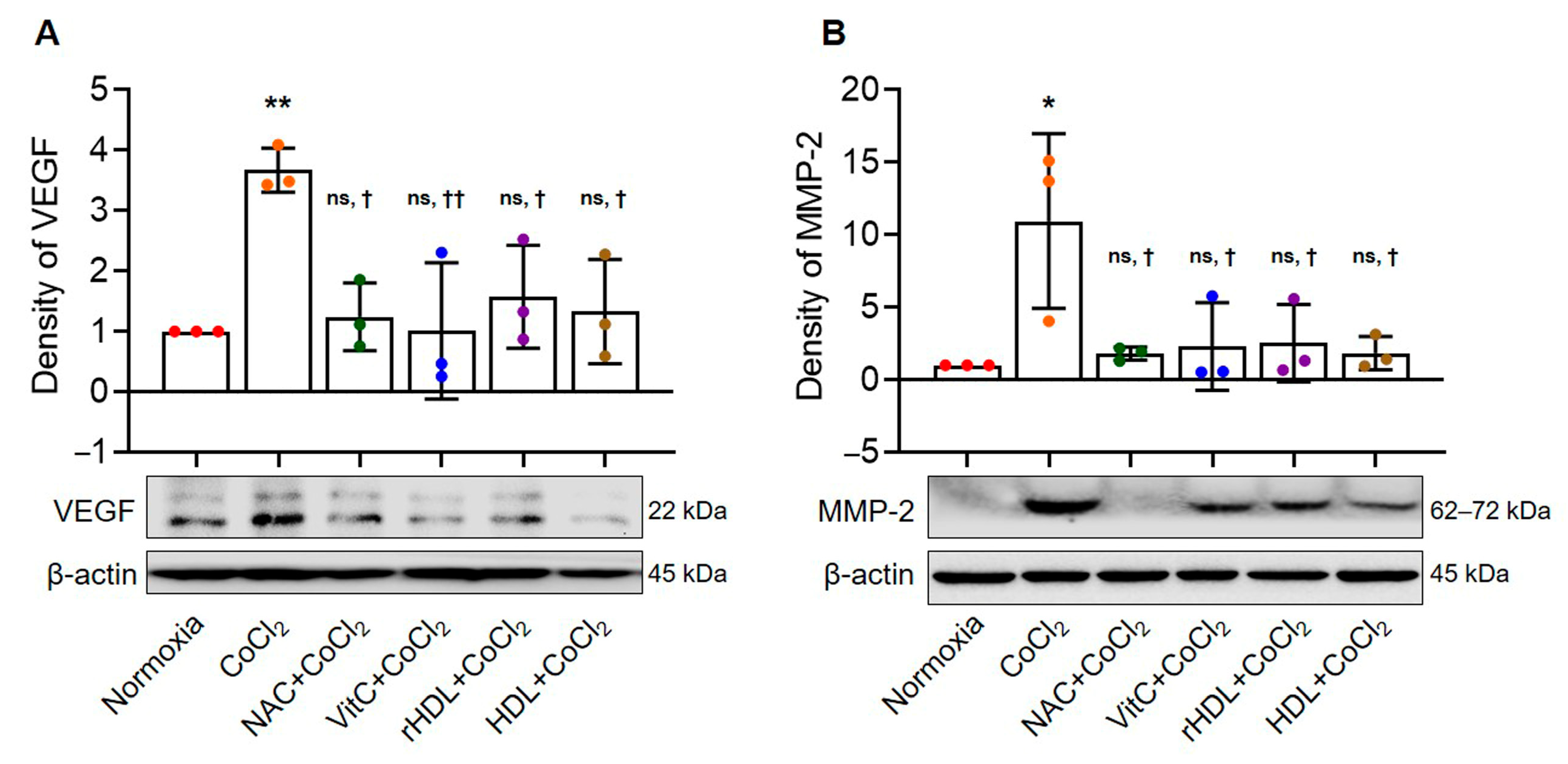 Antioxidants 13 00497 g005