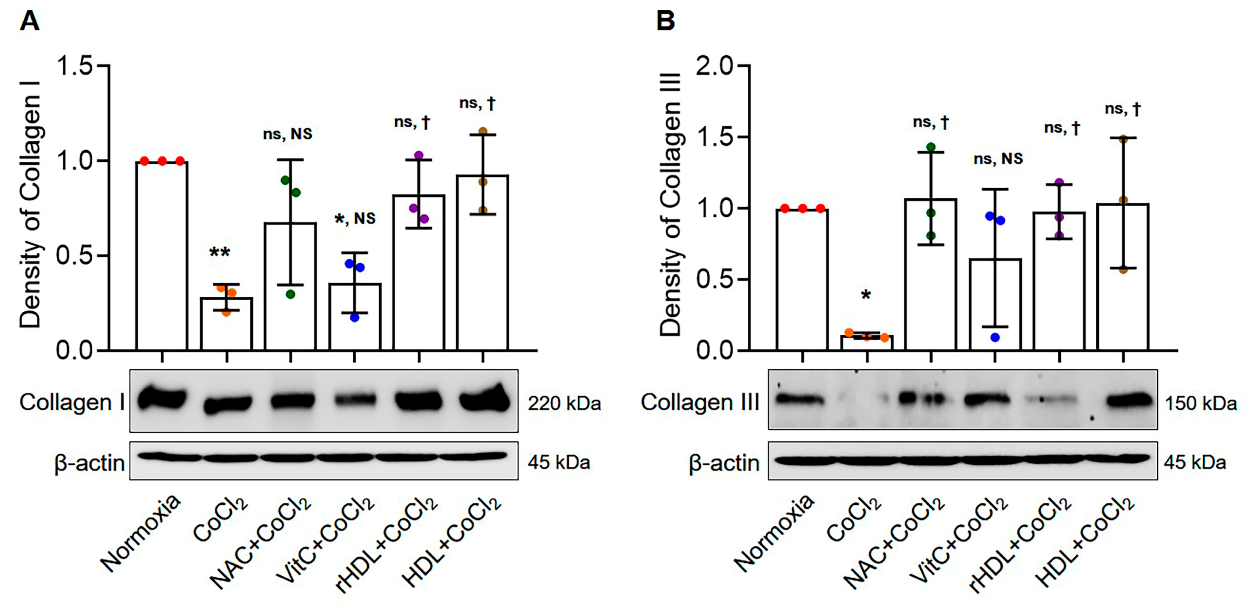 Antioxidants 13 00497 g006