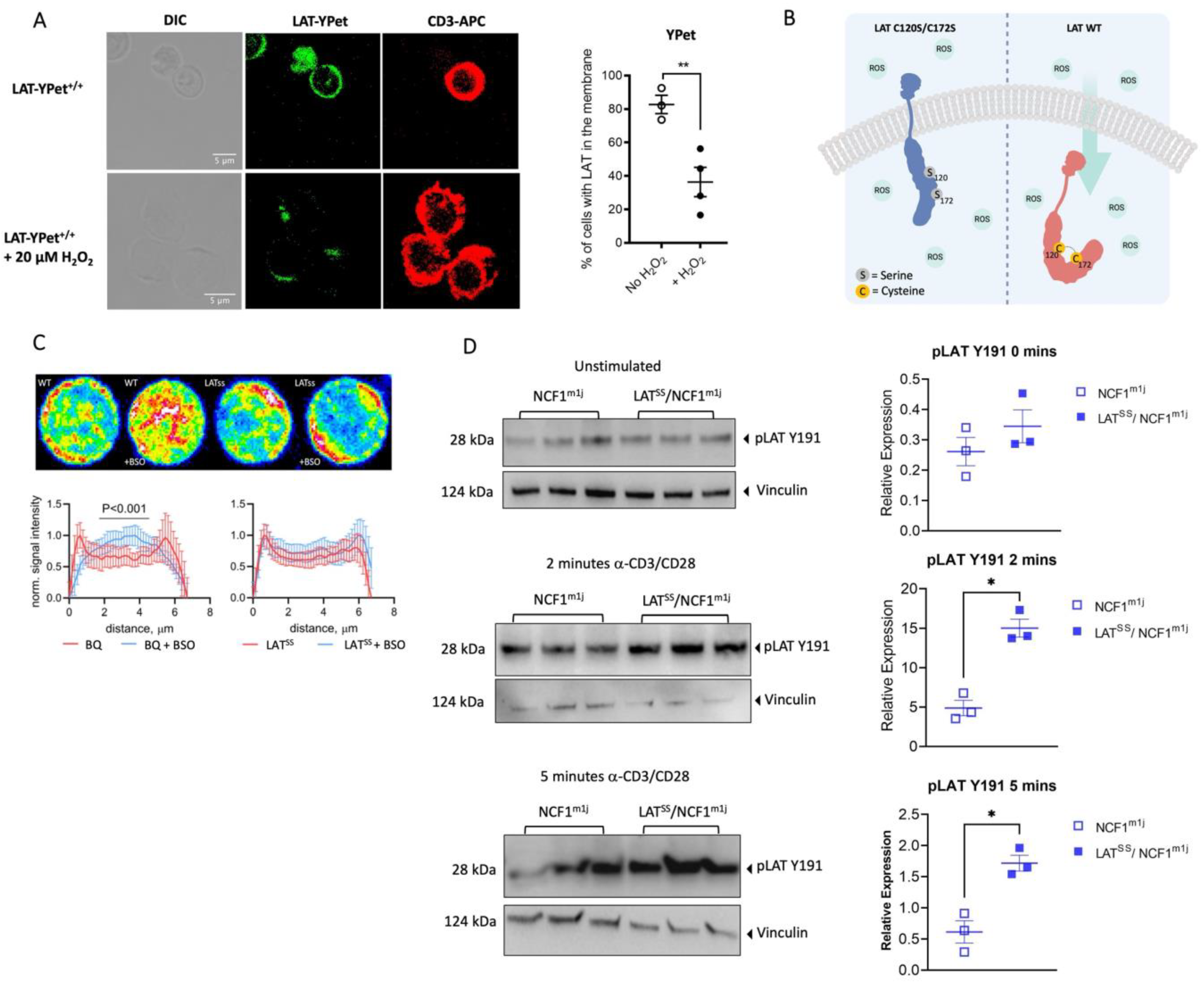 Antioxidants 13 00499 g001