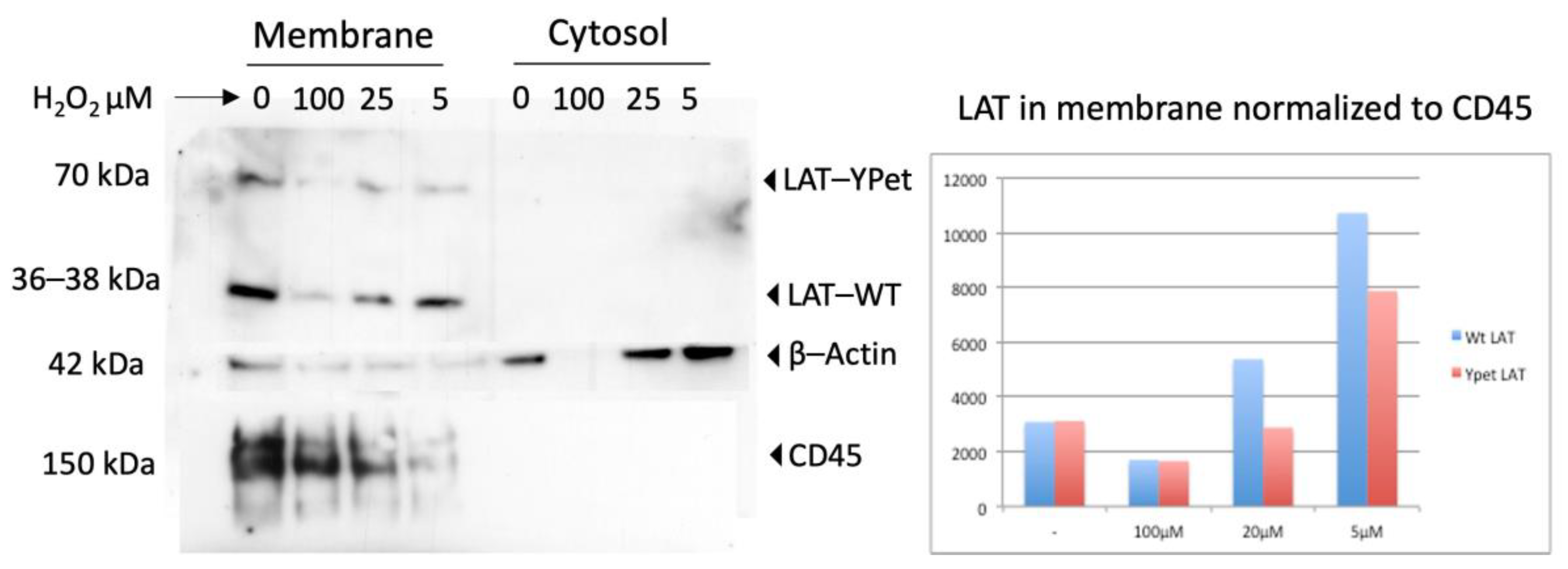 Antioxidants 13 00499 g0a1