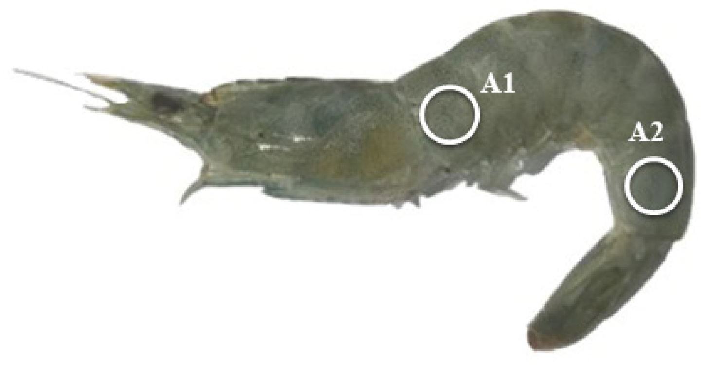 Antioxidants 13 00505 g001