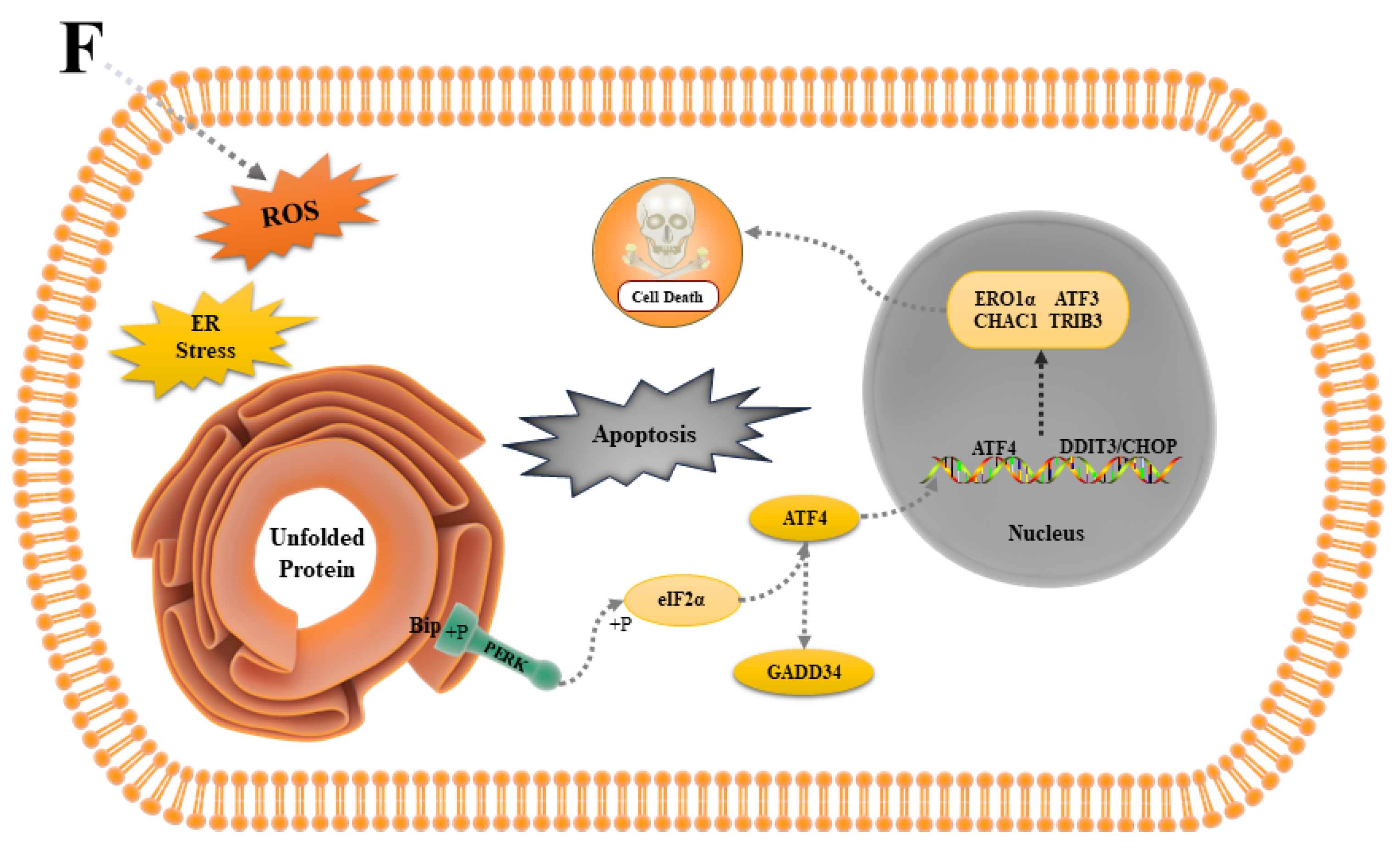 Antioxidants 13 00506 g009