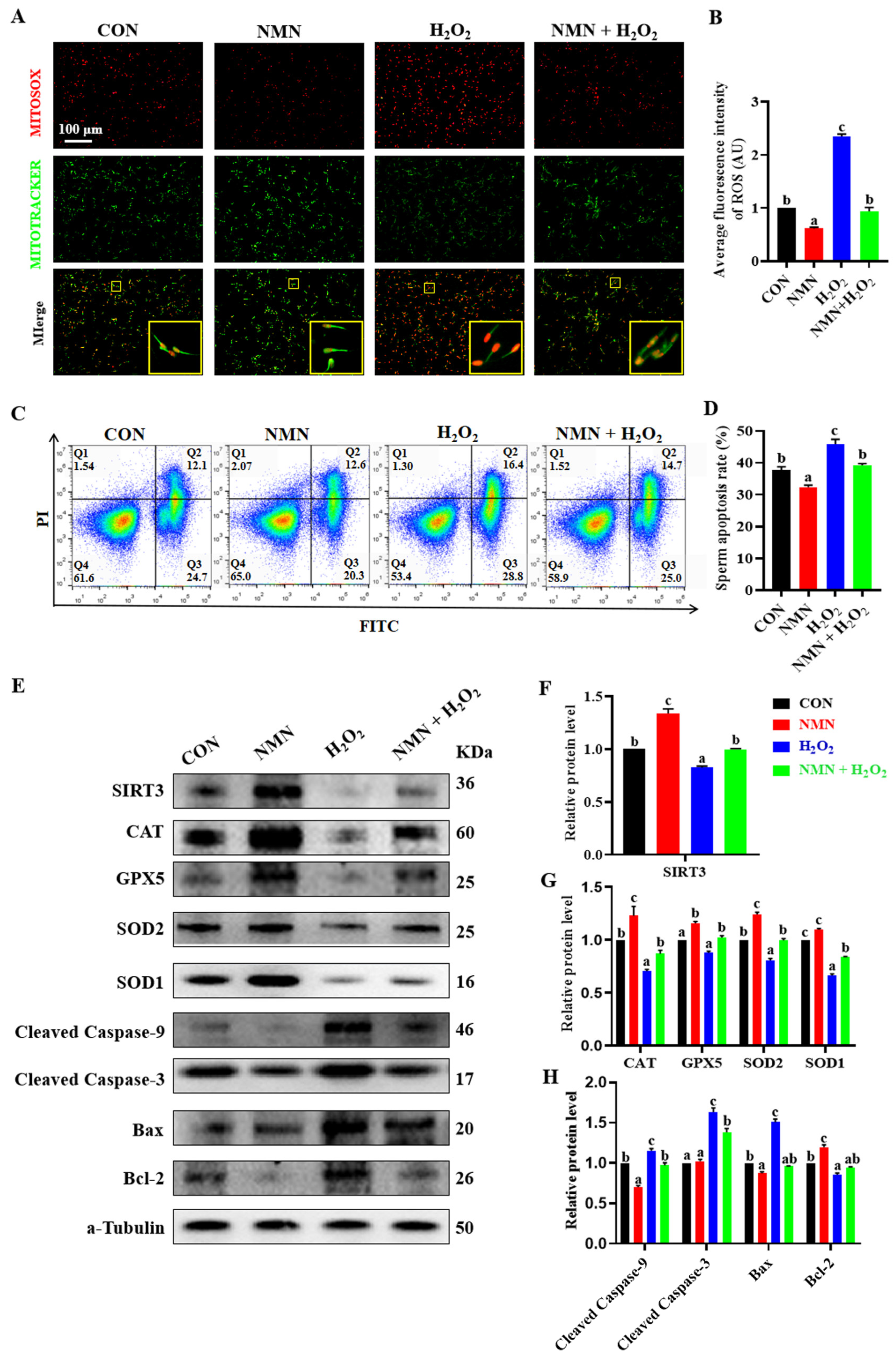 Antioxidants 13 00507 g004 Antioxidants 13 00507 g004