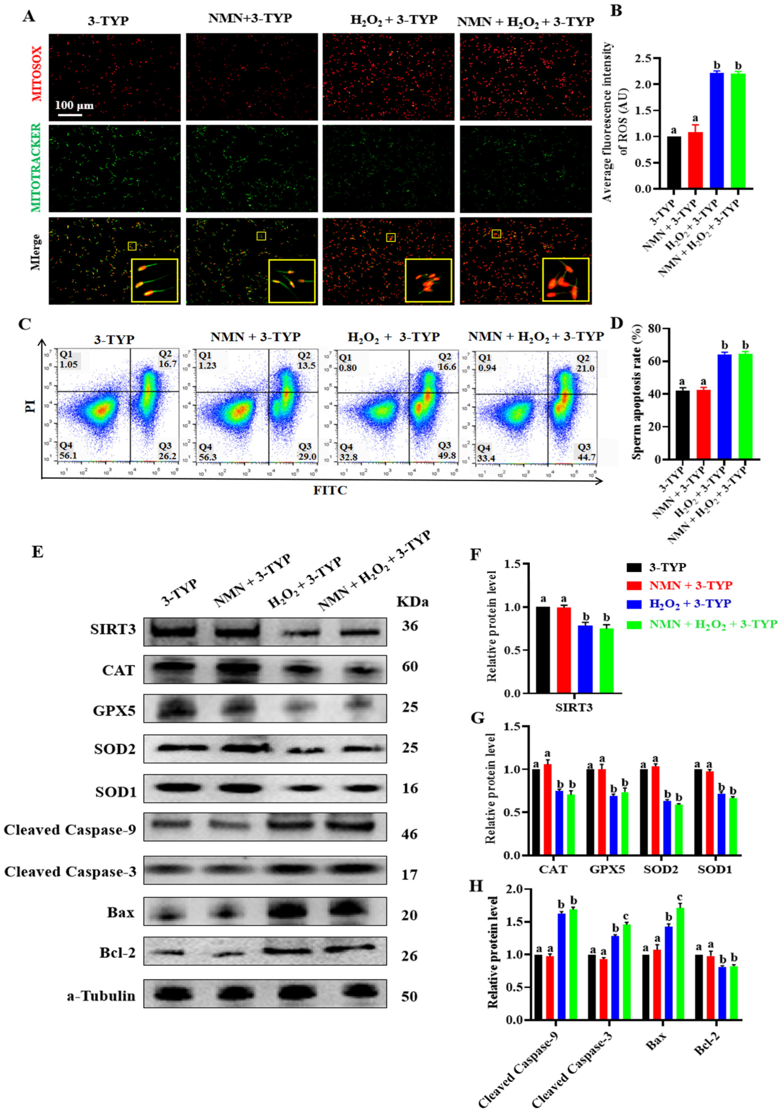 Antioxidants 13 00507 g006 Antioxidants 13 00507 g006