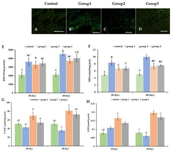 Frontiers | The role of miR-200 family in the regulation of