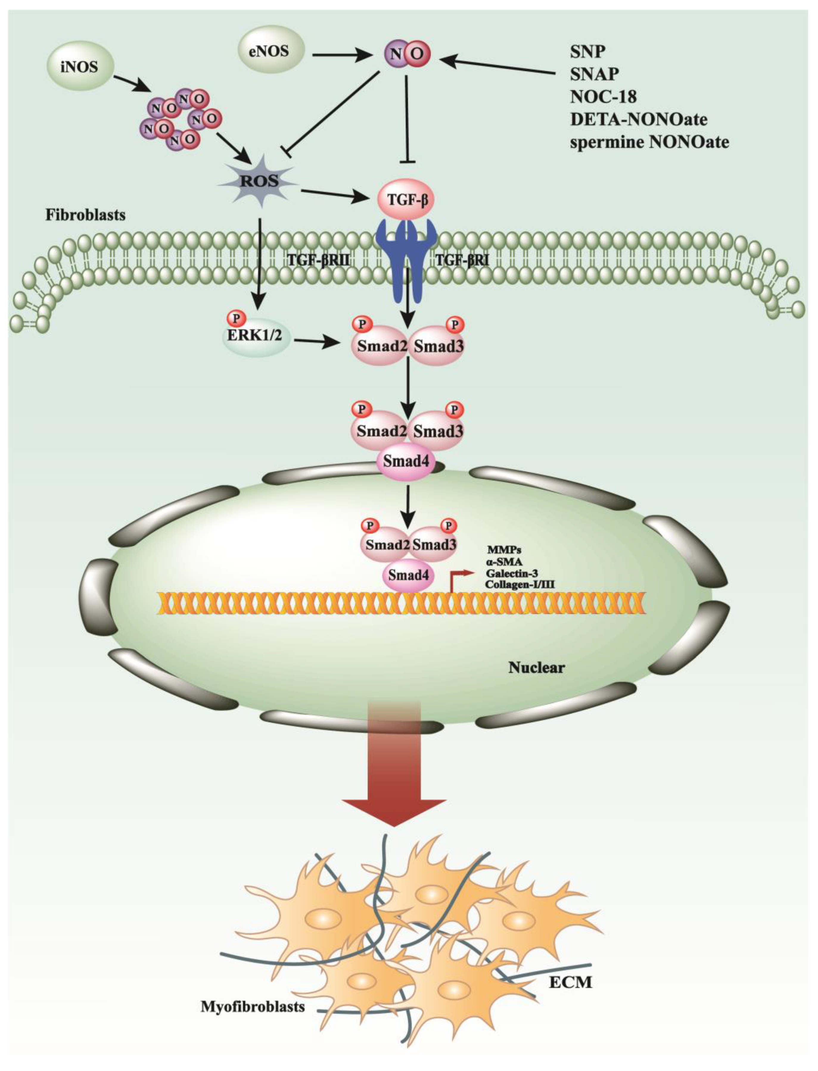 Antioxidants 13 00515 g001 Antioxidants 13 00515 g001