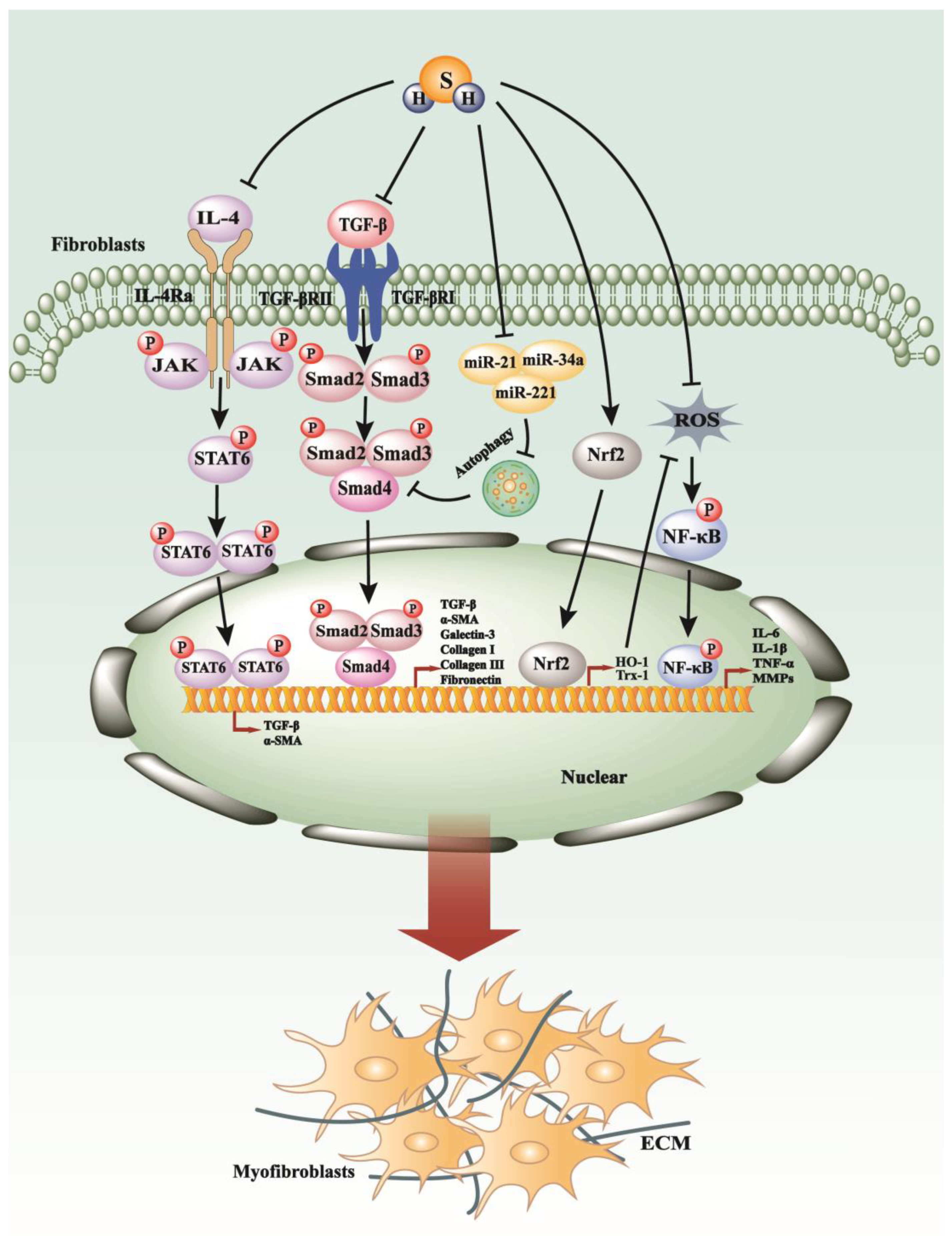 Antioxidants 13 00515 g003 Antioxidants 13 00515 g003