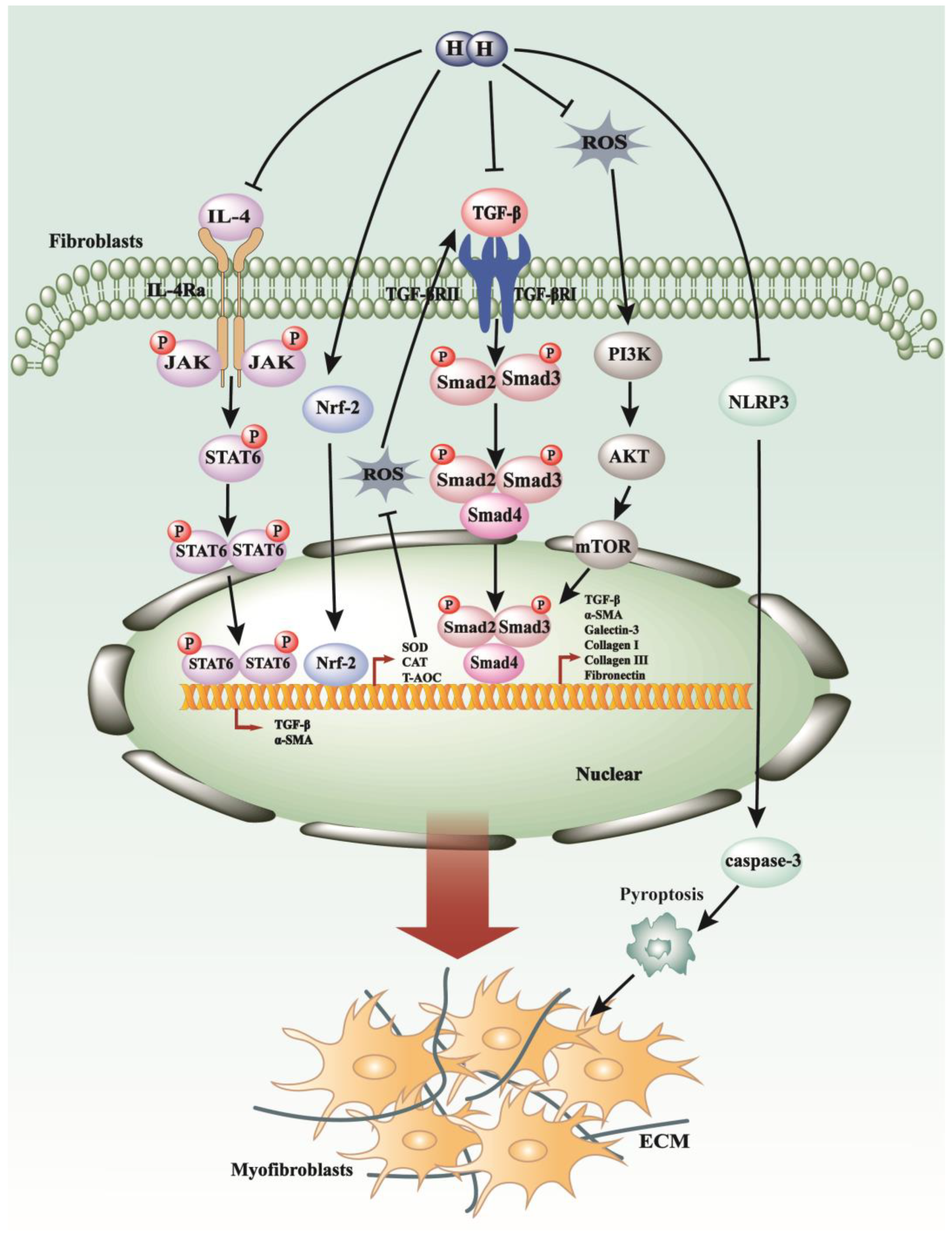 Antioxidants 13 00515 g004 Antioxidants 13 00515 g004