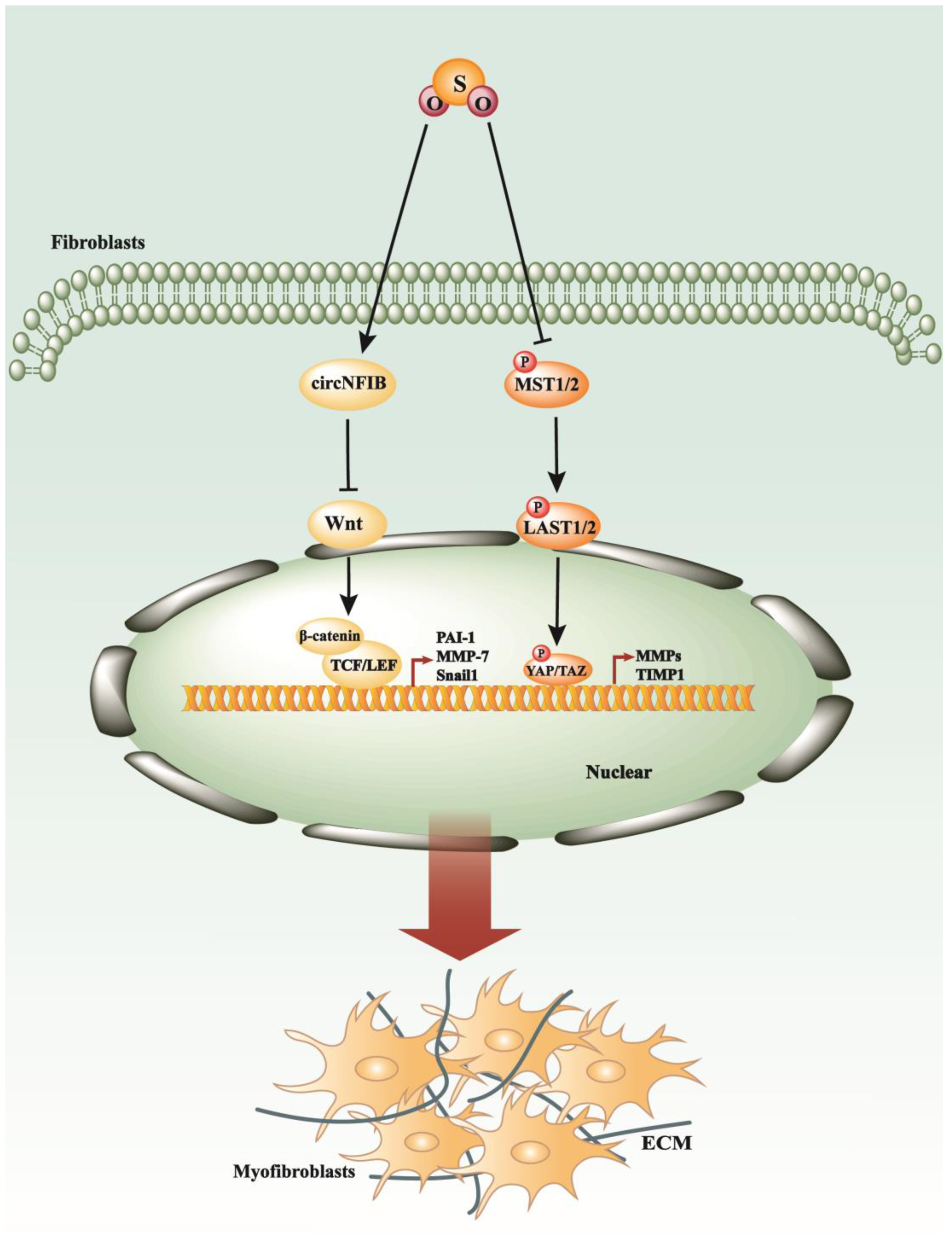 Antioxidants 13 00515 g005 Antioxidants 13 00515 g005