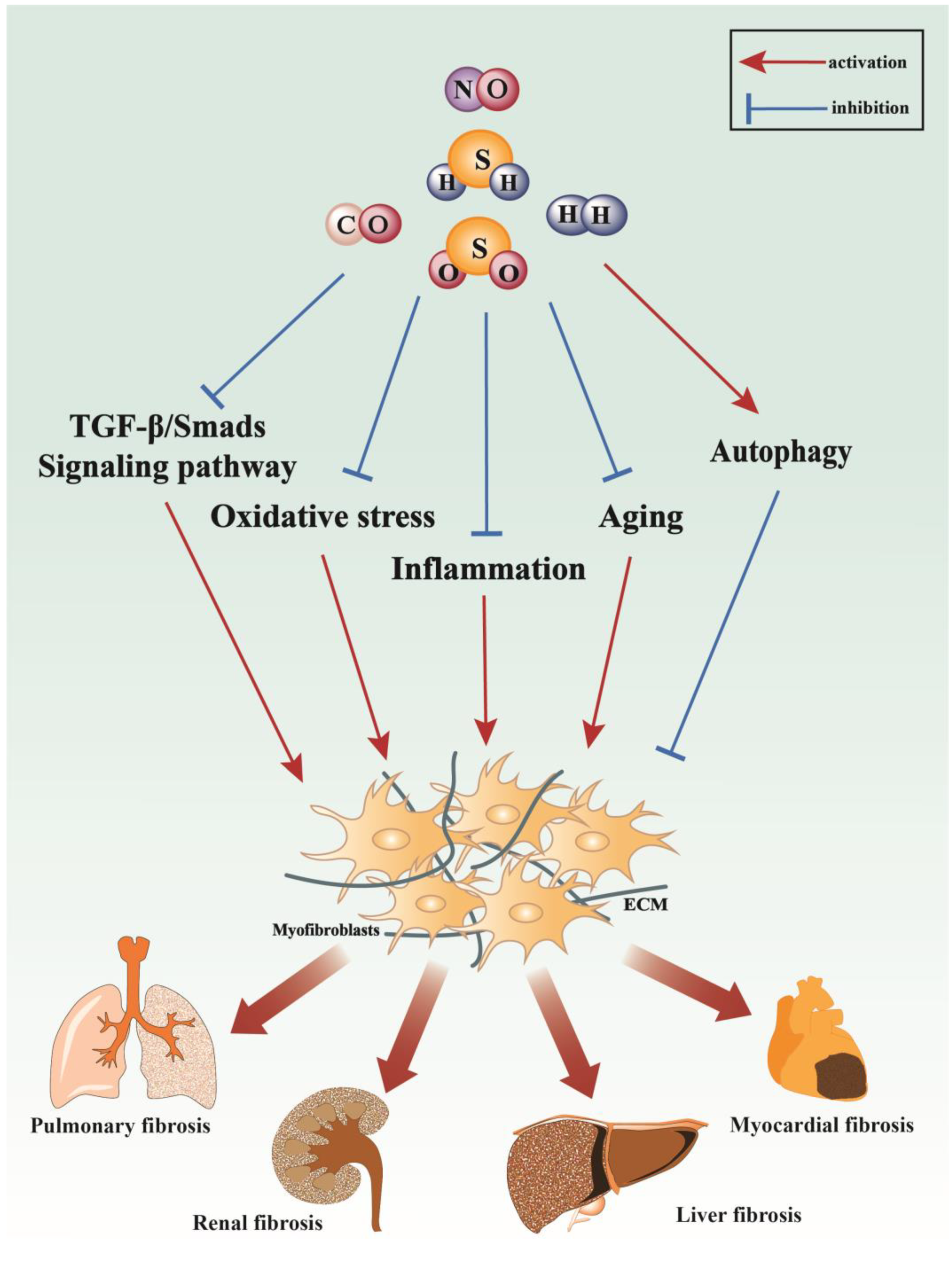 Antioxidants 13 00515 g006 Antioxidants 13 00515 g006