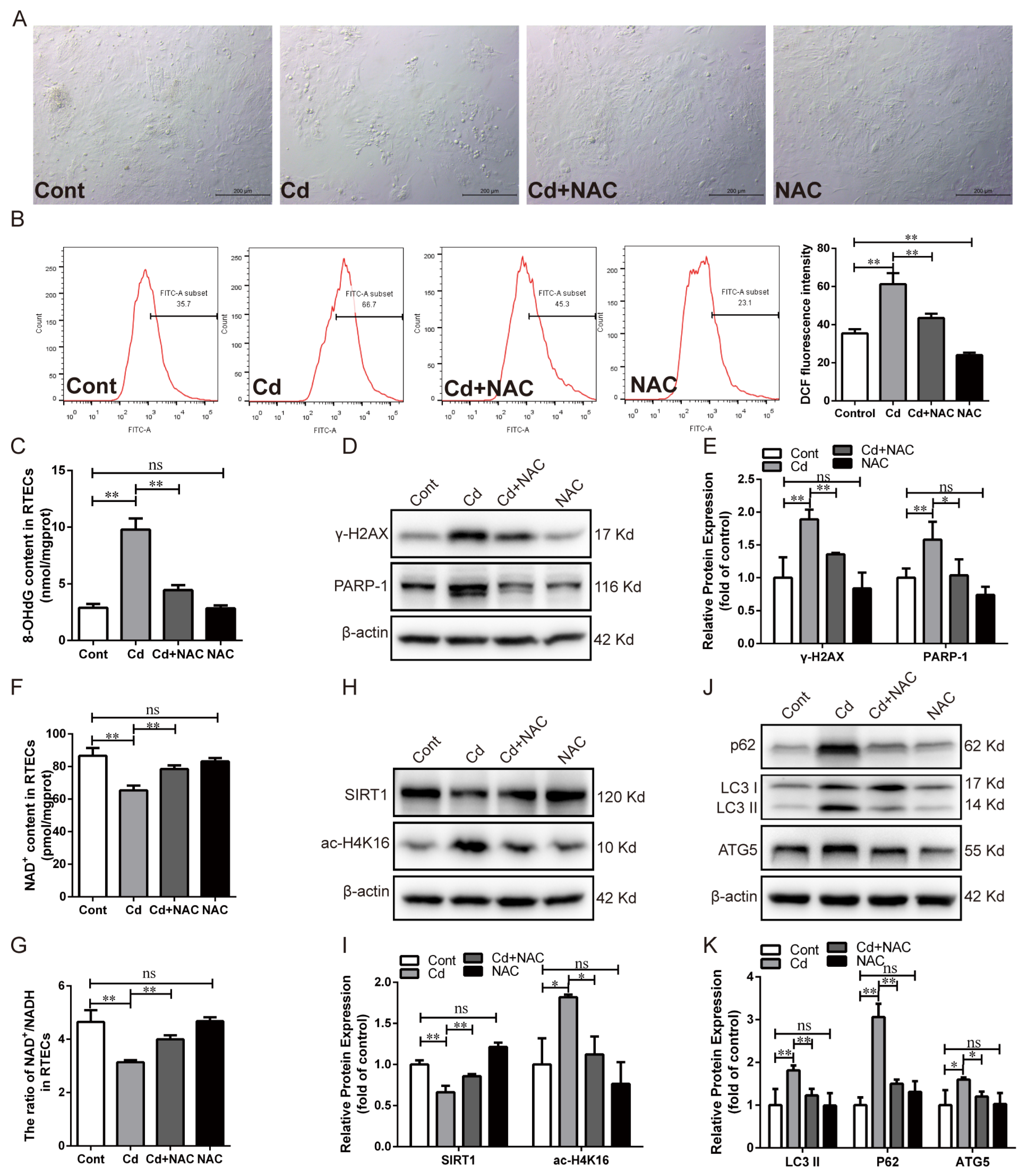 Antioxidants 13 00525 g002