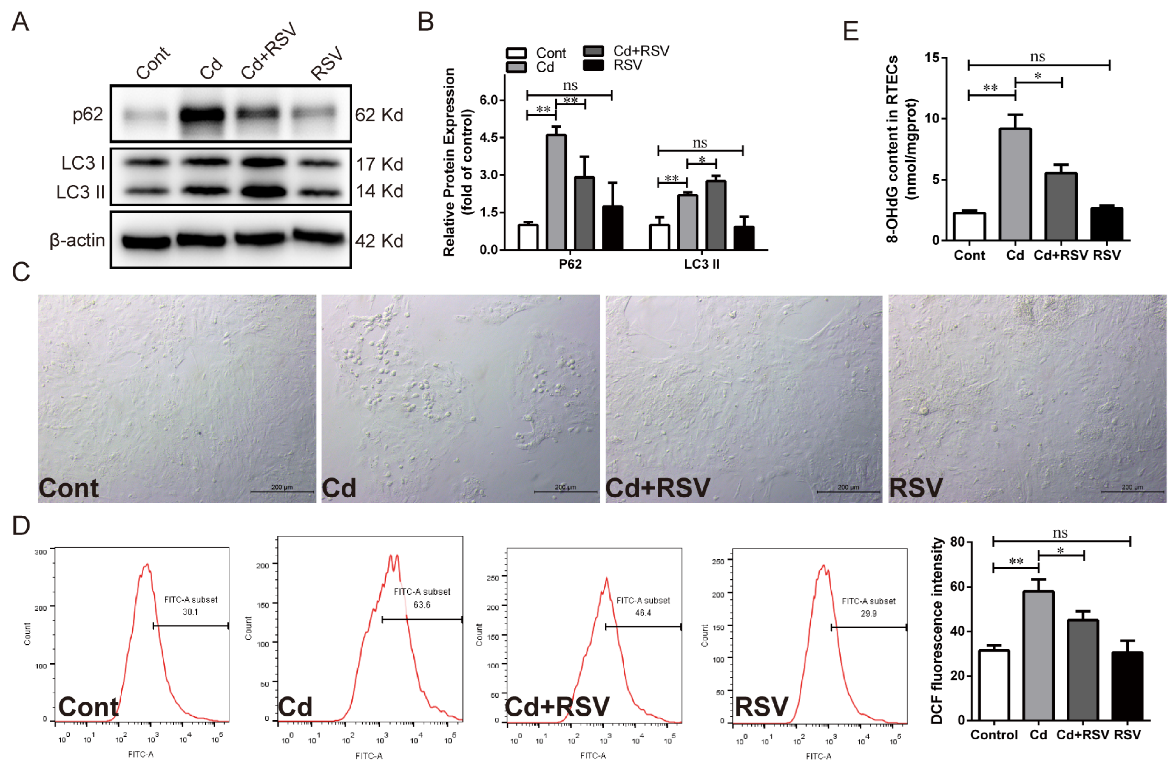 Antioxidants 13 00525 g004