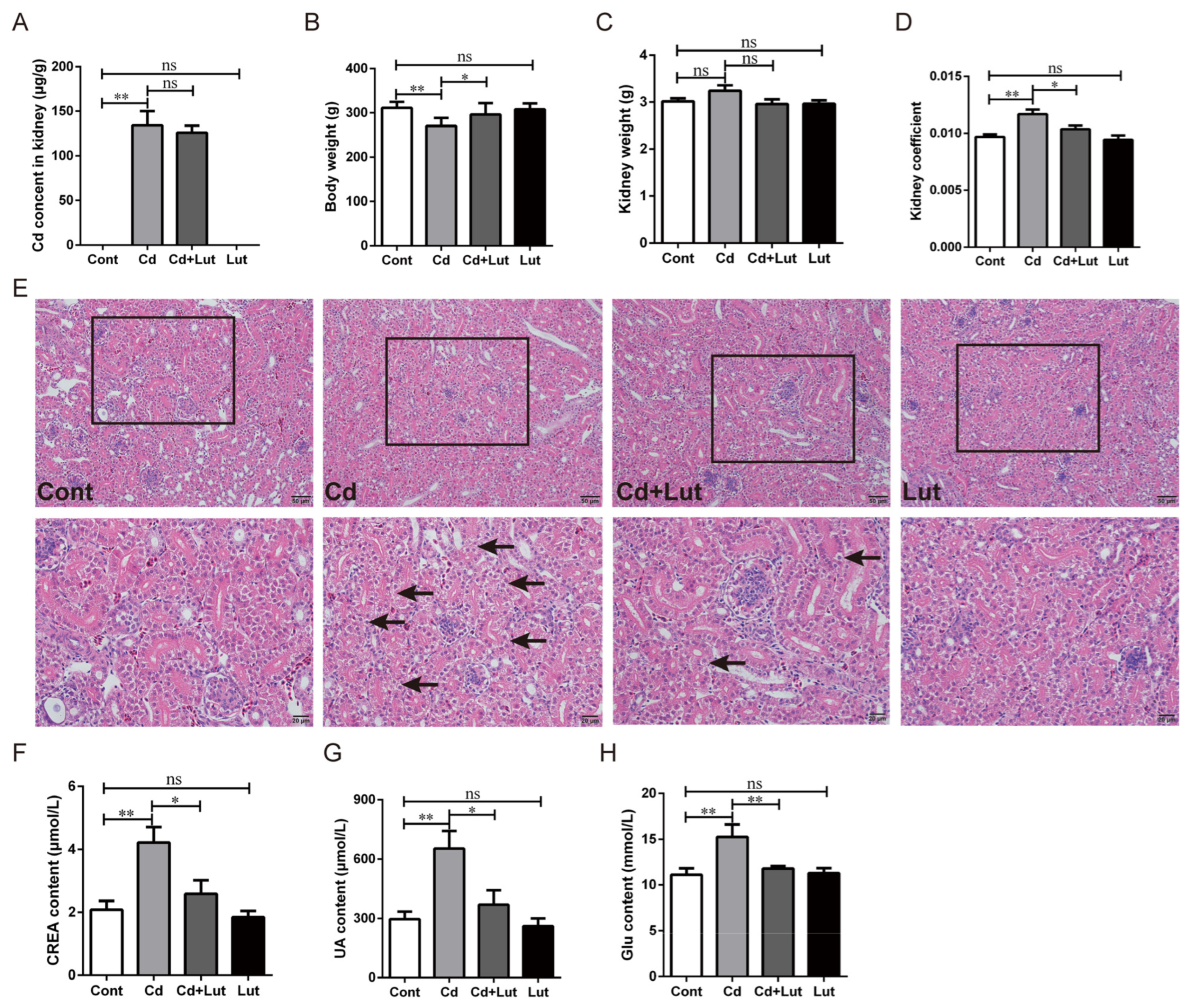 Antioxidants 13 00525 g005
