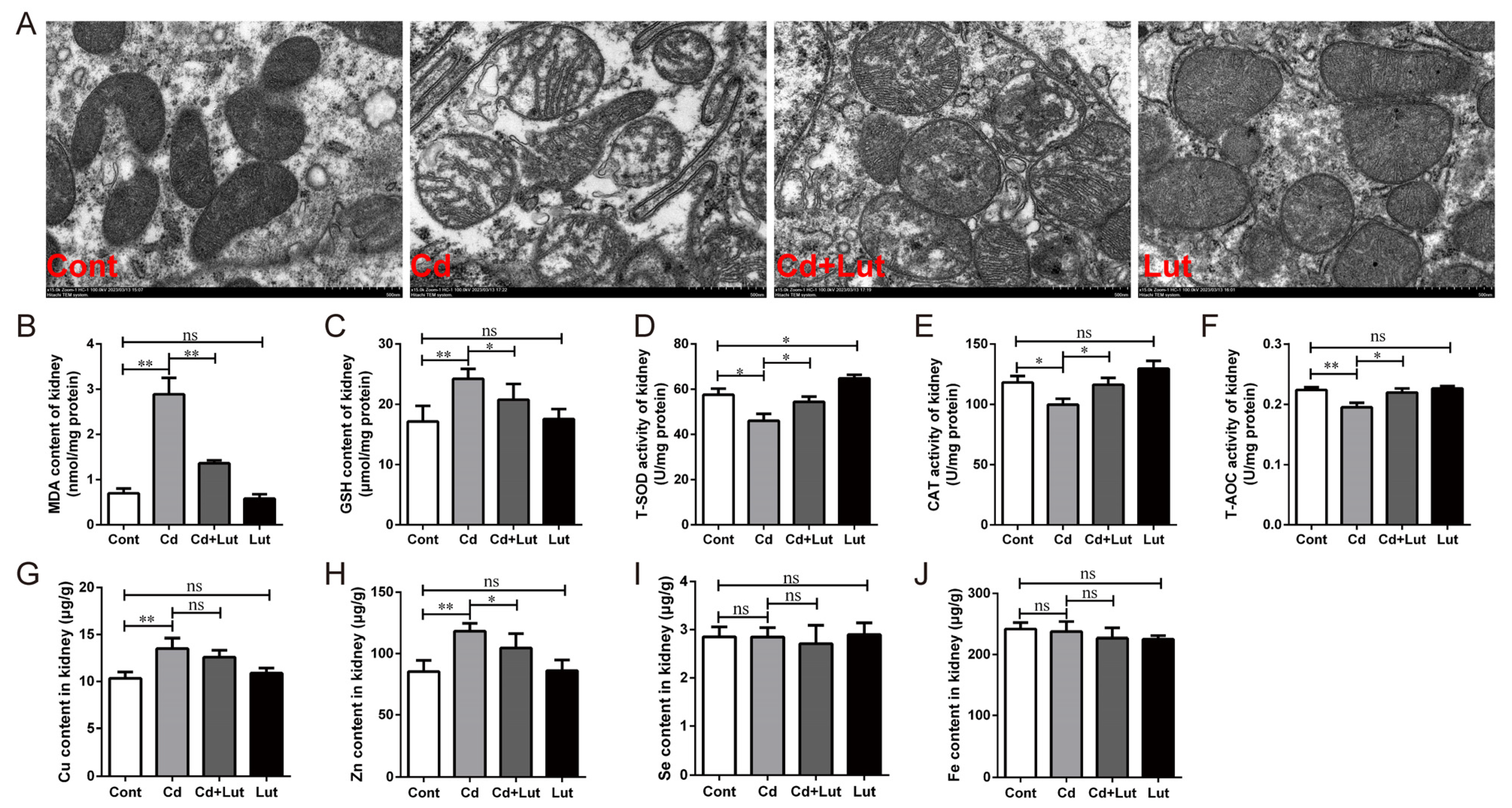 Antioxidants 13 00525 g006