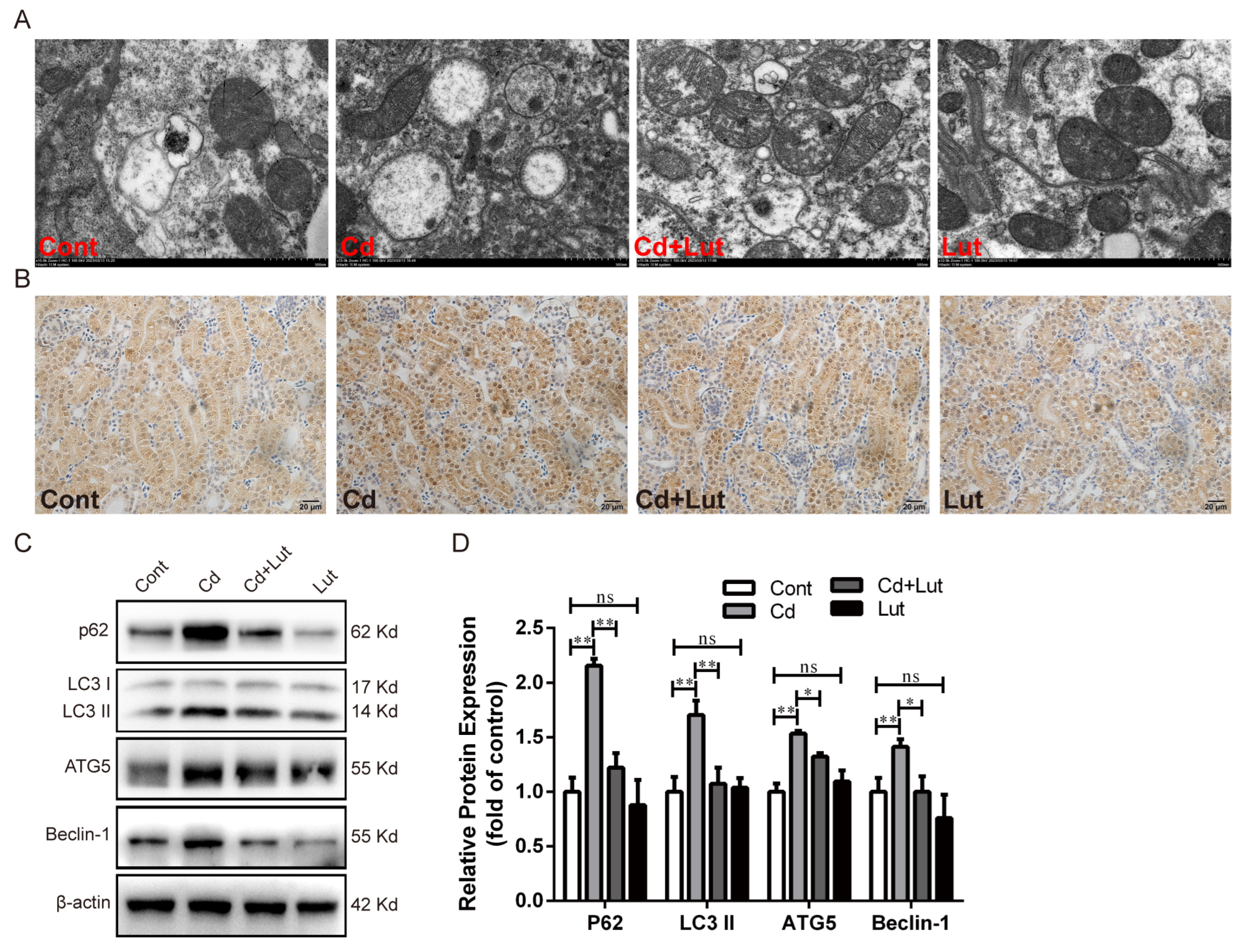 Antioxidants 13 00525 g009