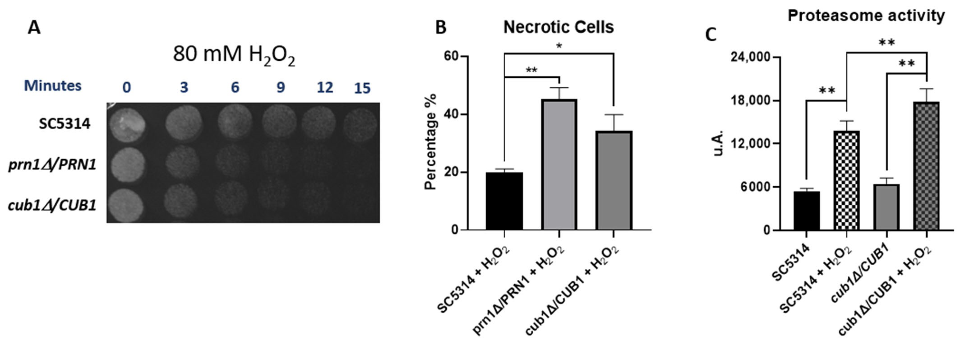 Antioxidants 13 00527 g007 Antioxidants 13 00527 g007