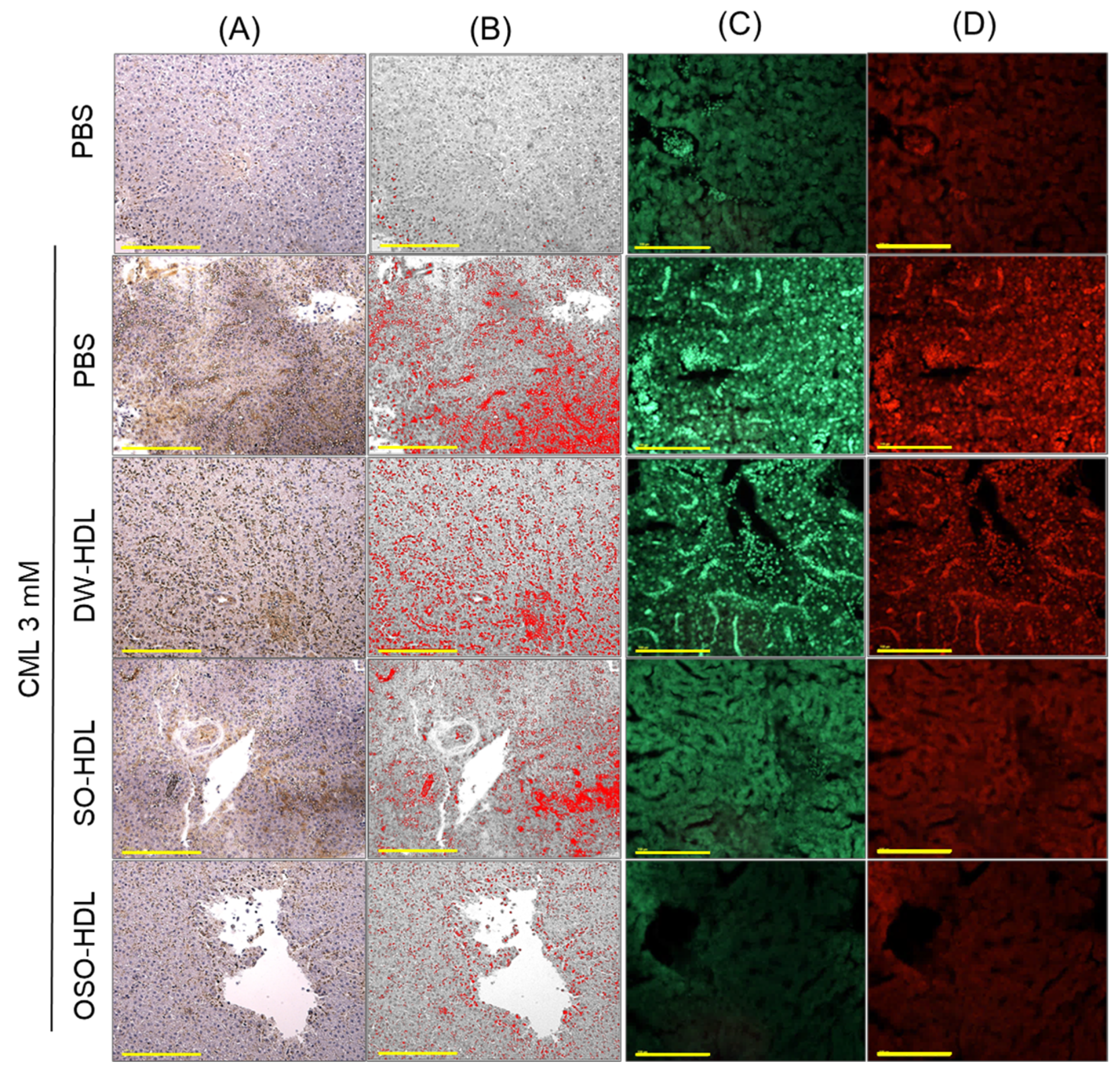 Antioxidants 13 00529 g008a
