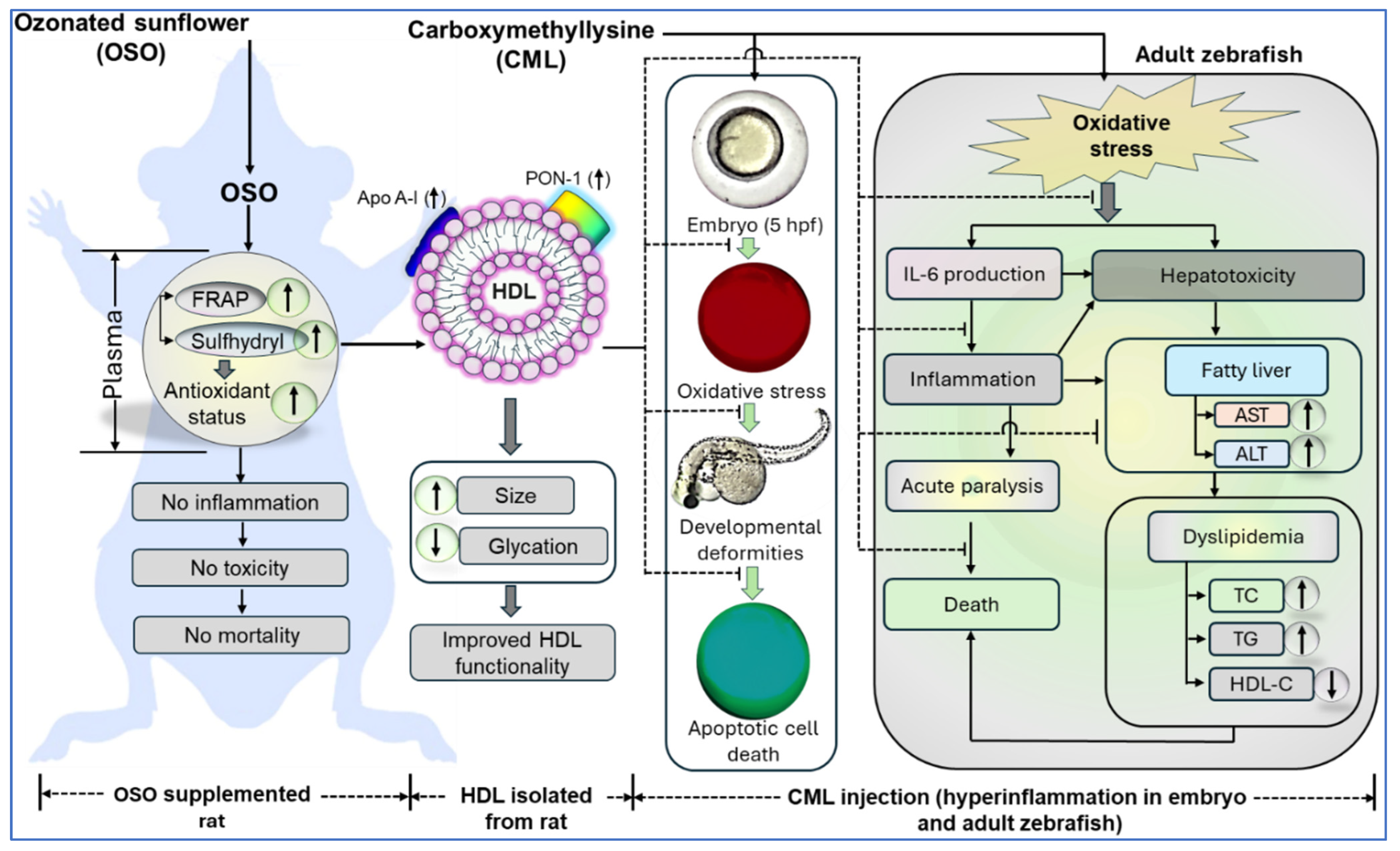 Antioxidants 13 00529 g011
