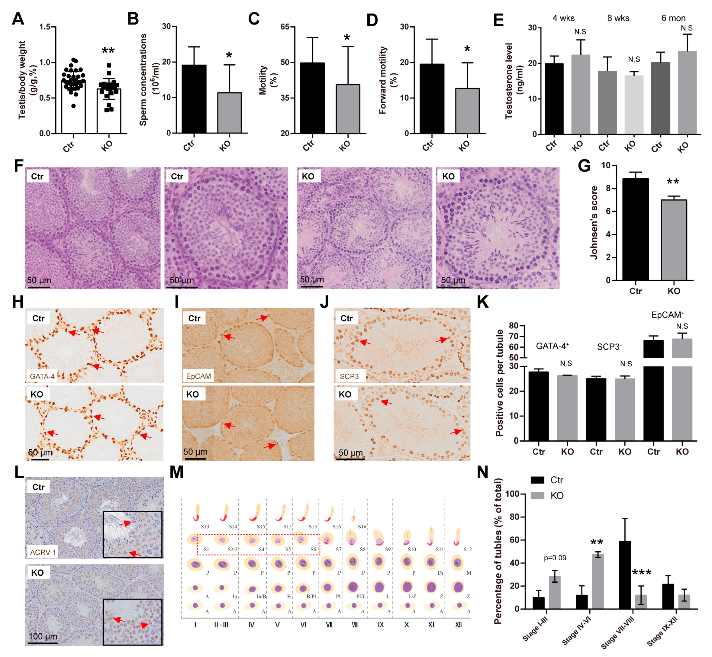Antioxidants 13 00534 g004