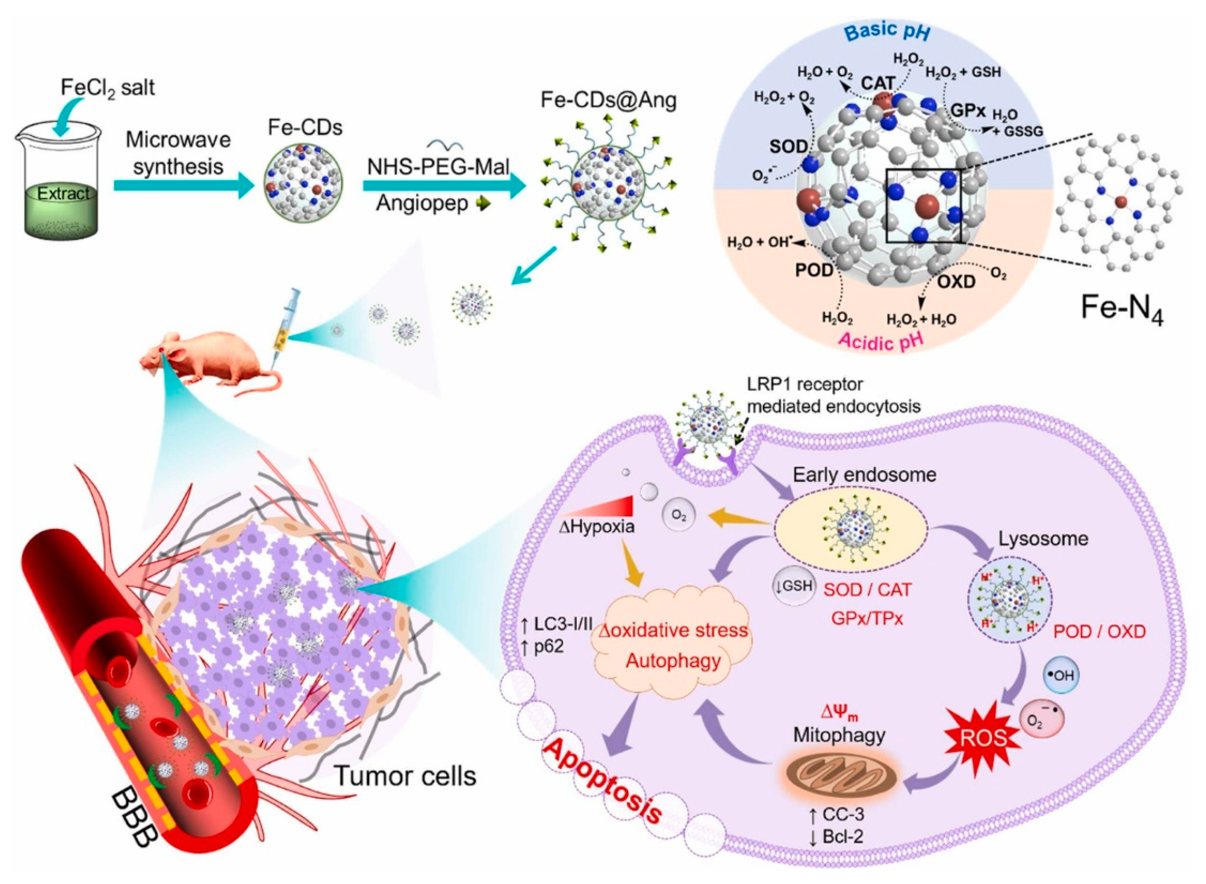 Antioxidants 13 00535 g003
