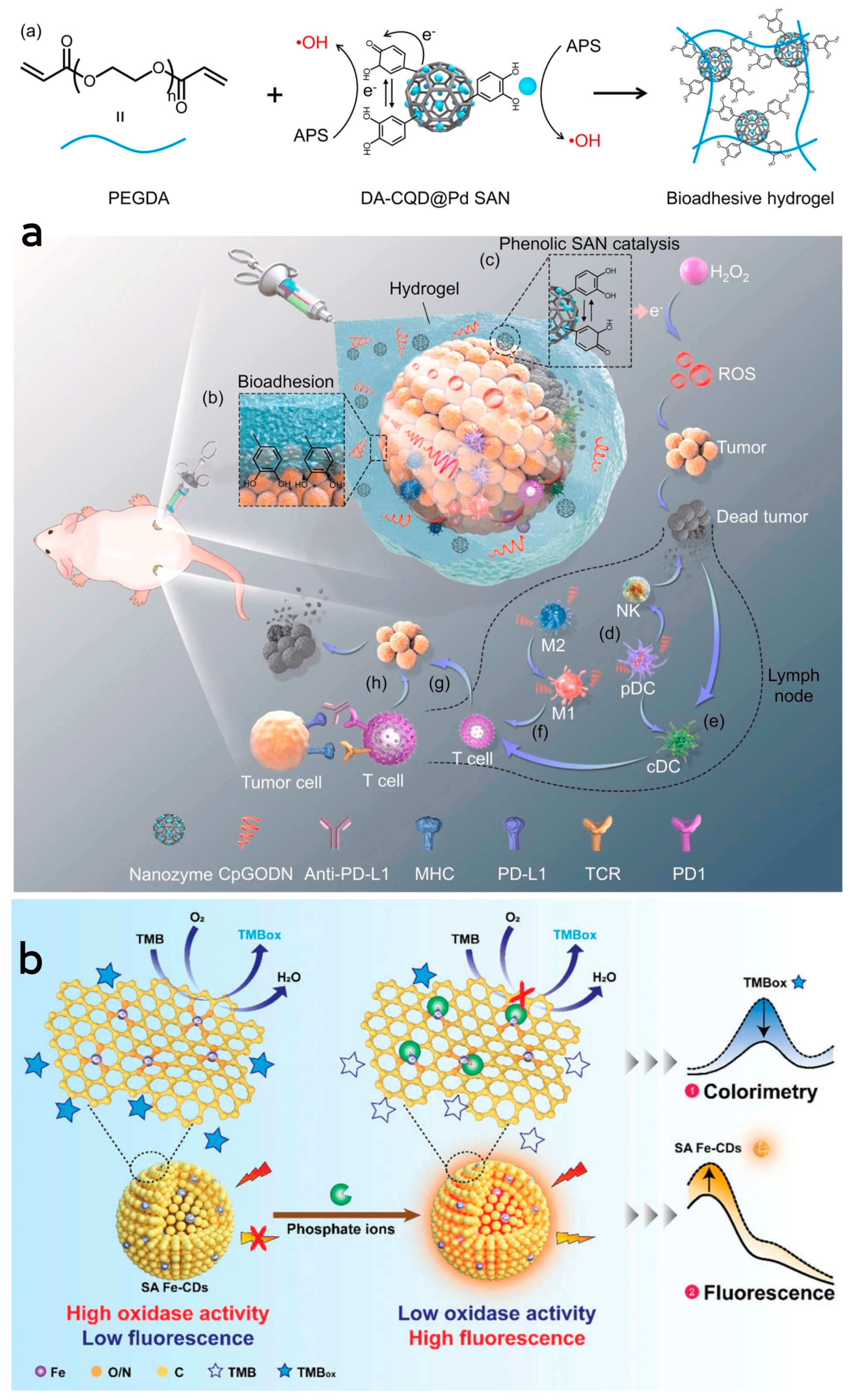 Antioxidants 13 00535 g004
