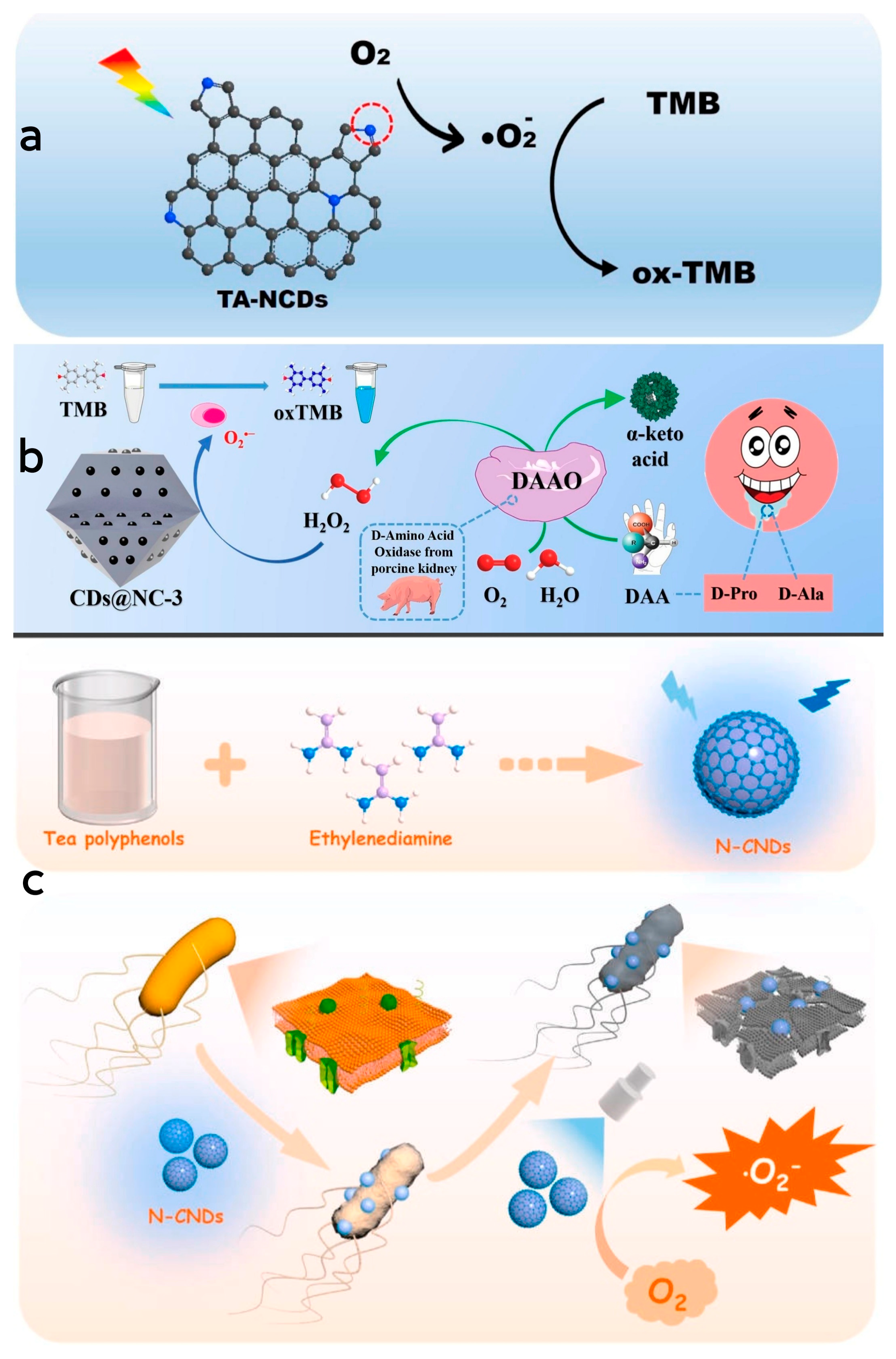 Antioxidants 13 00535 g005