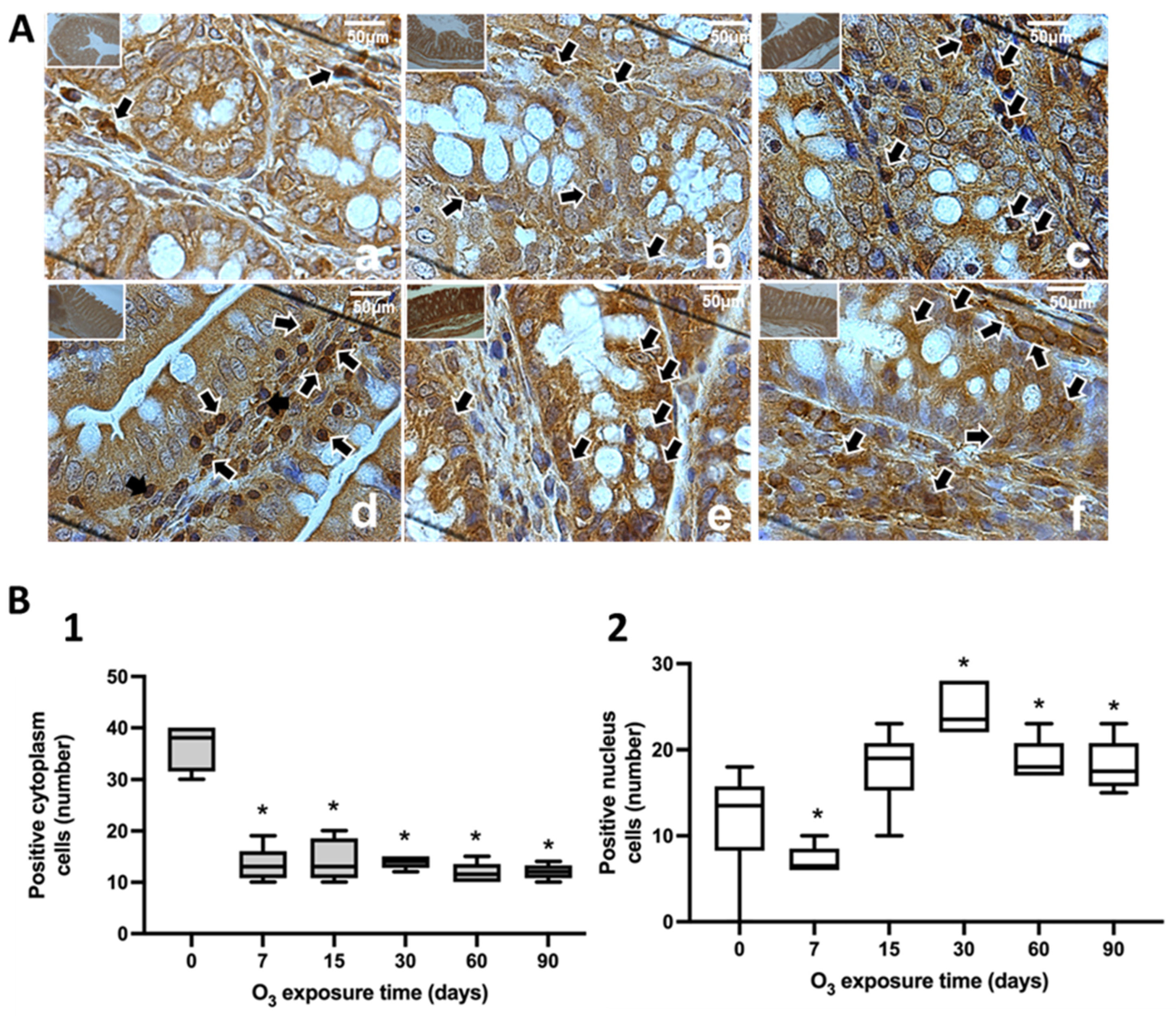 Antioxidants 13 00536 g003