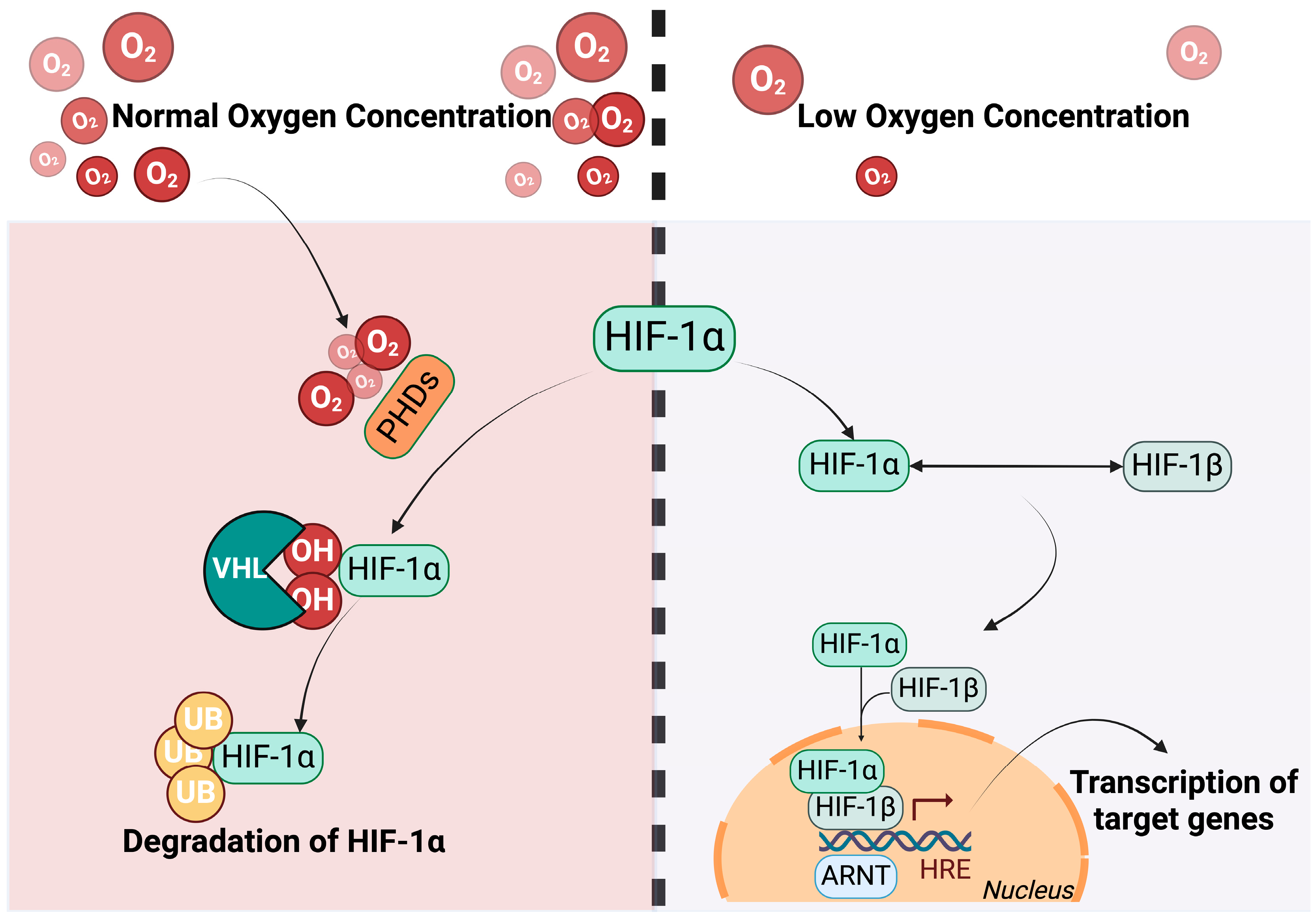 Antioxidants 13 00537 g002