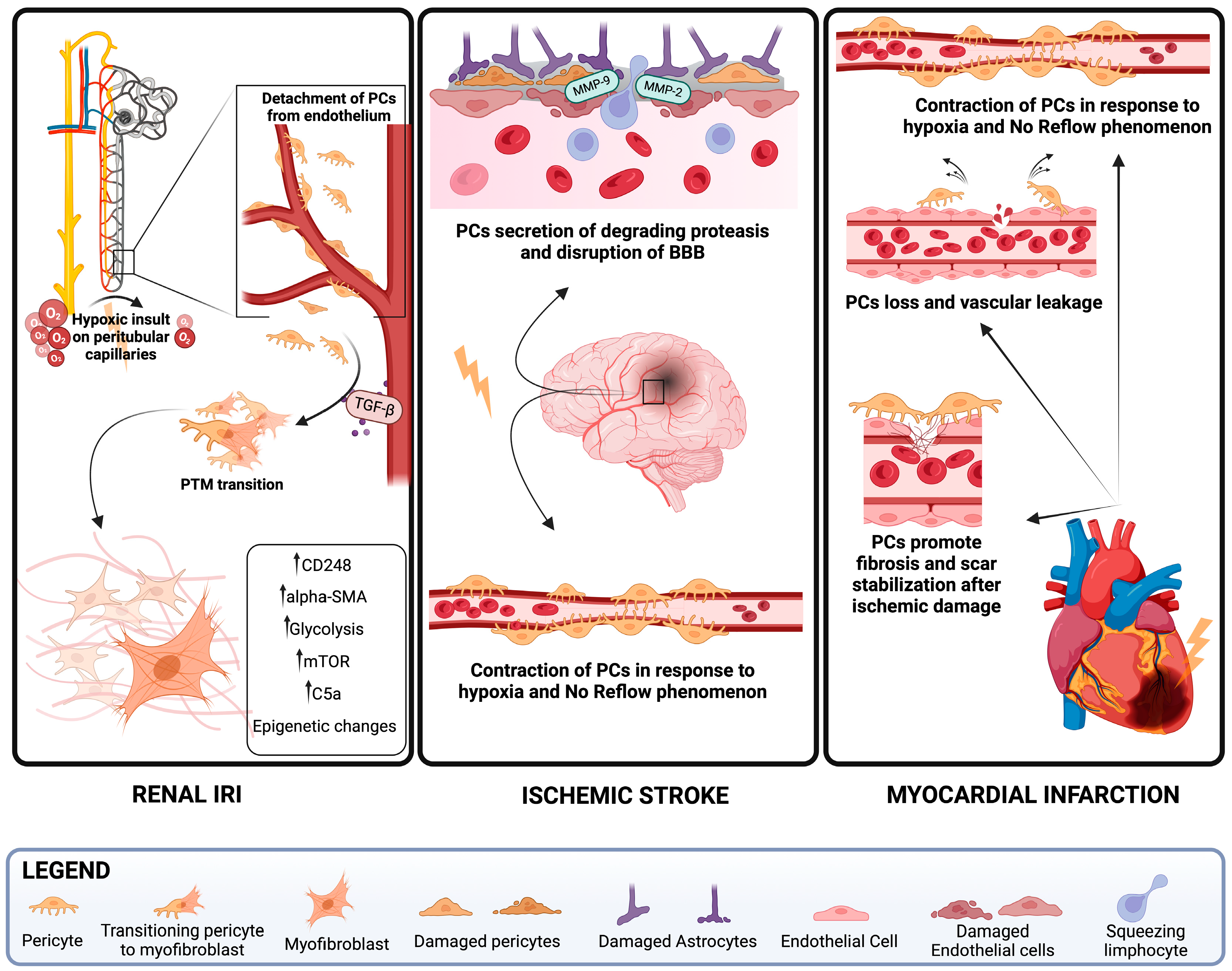 Antioxidants 13 00537 g003
