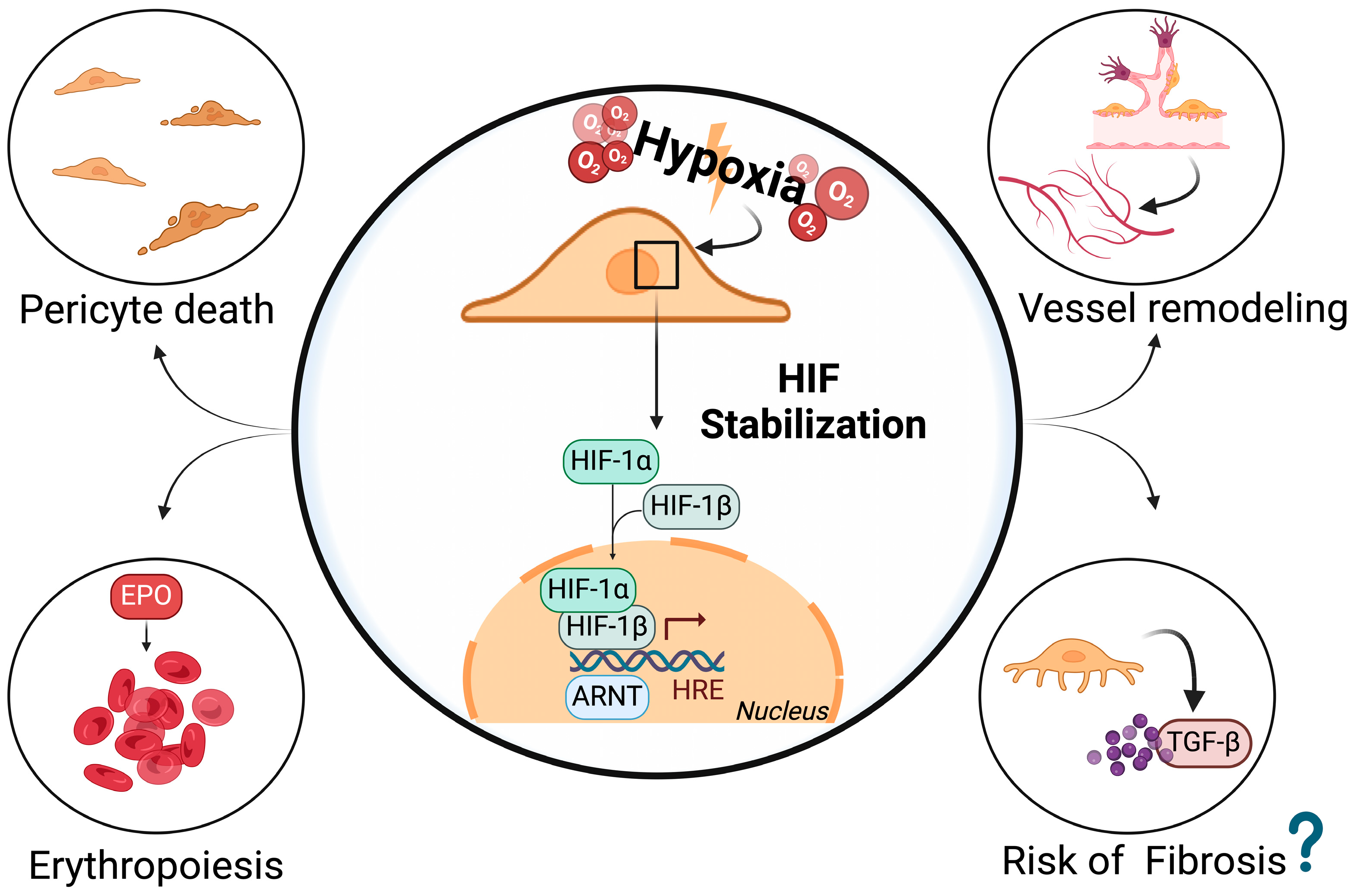 Antioxidants 13 00537 g004