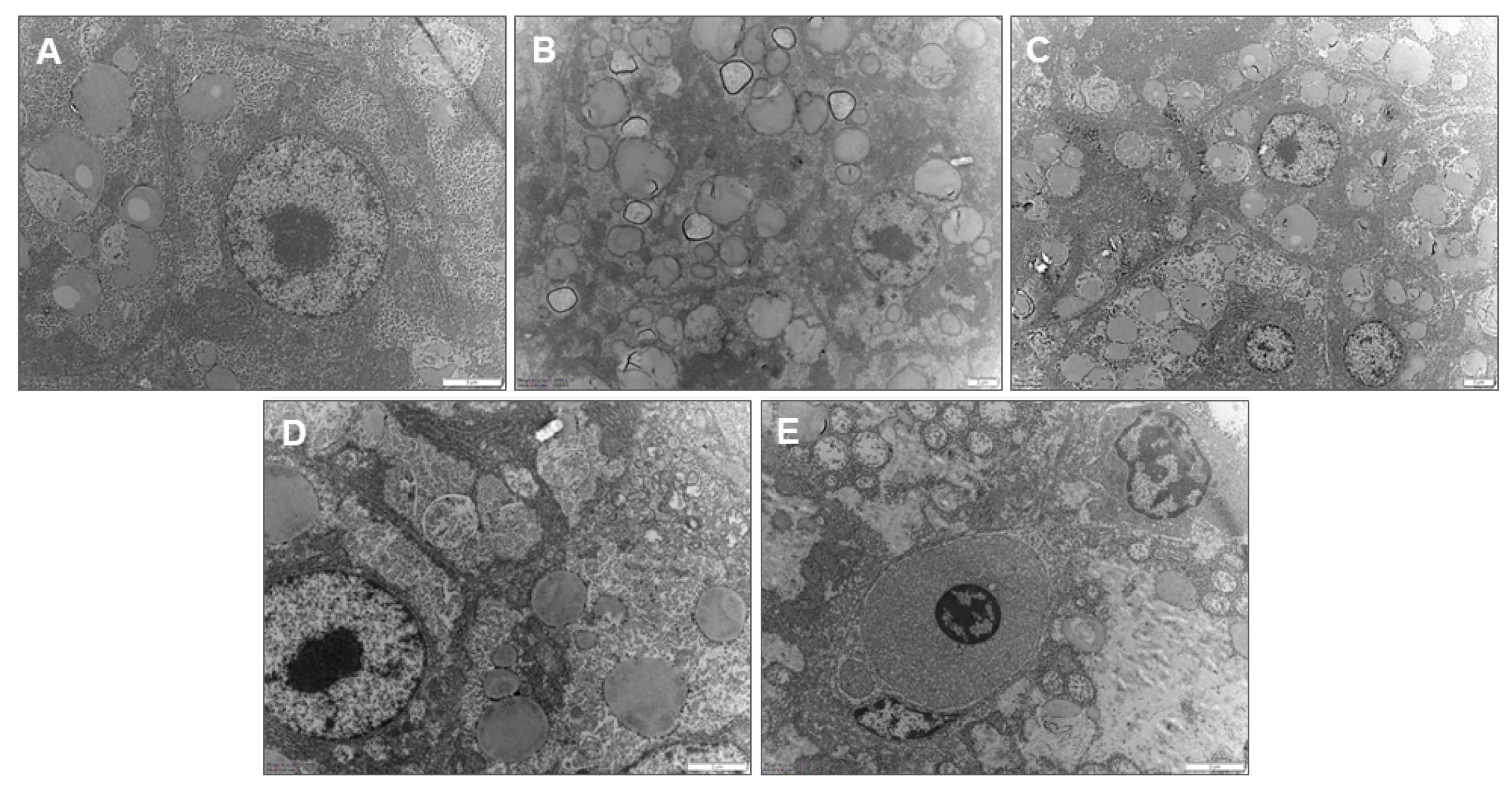 Antioxidants 13 00540 g006