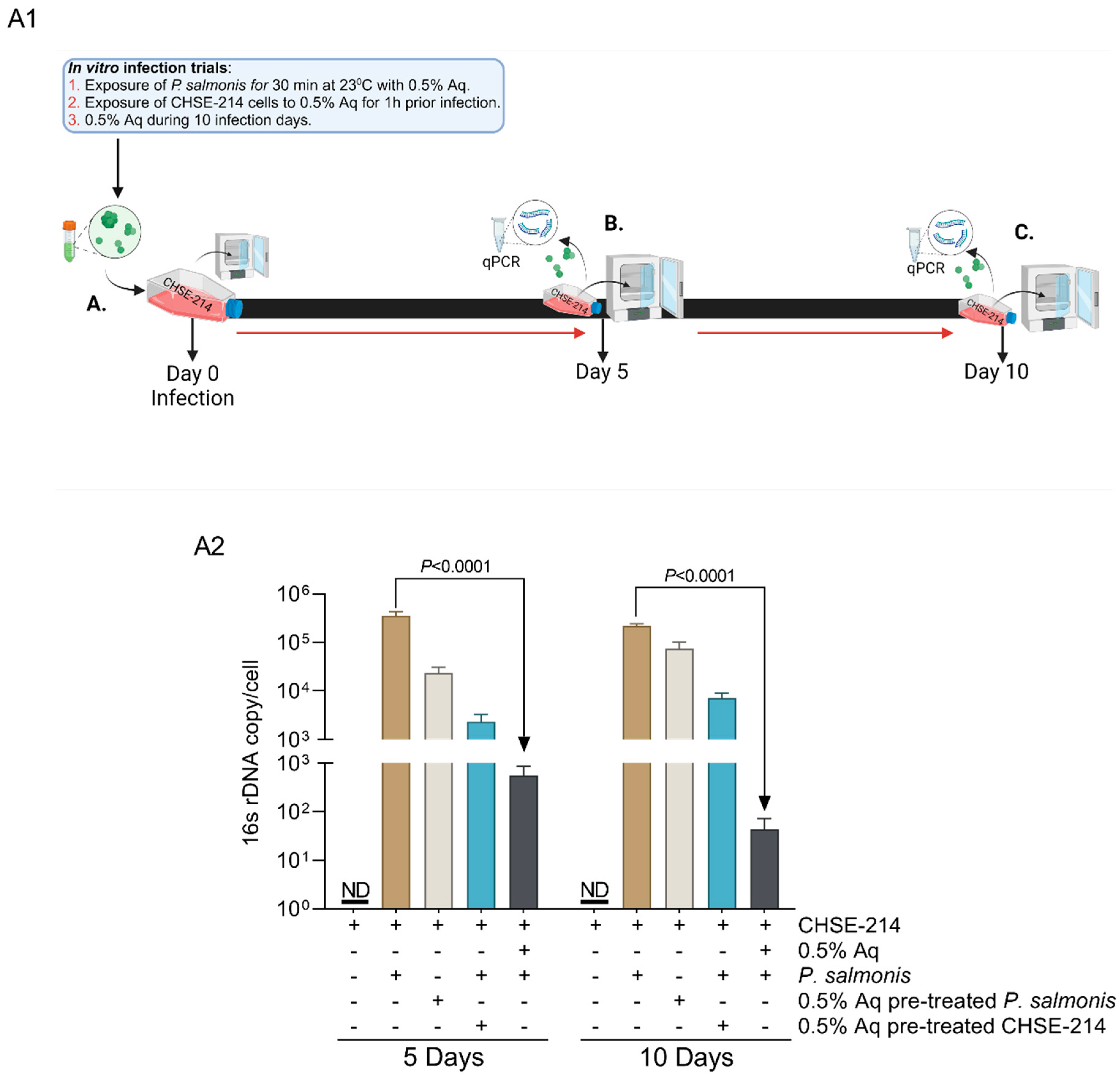 Antioxidants 13 00542 g002 Antioxidants 13 00542 g002