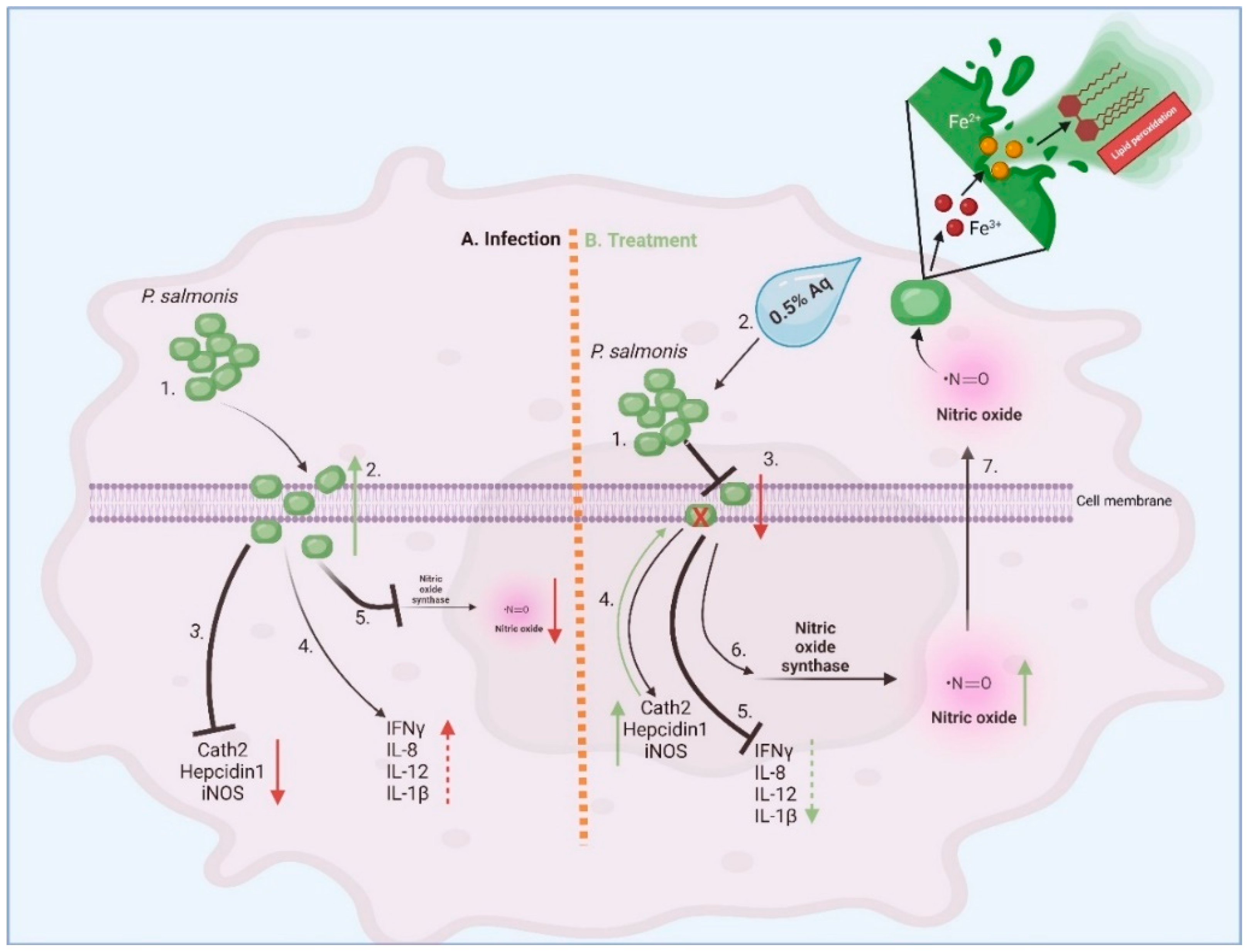 Antioxidants 13 00542 g007 Antioxidants 13 00542 g007