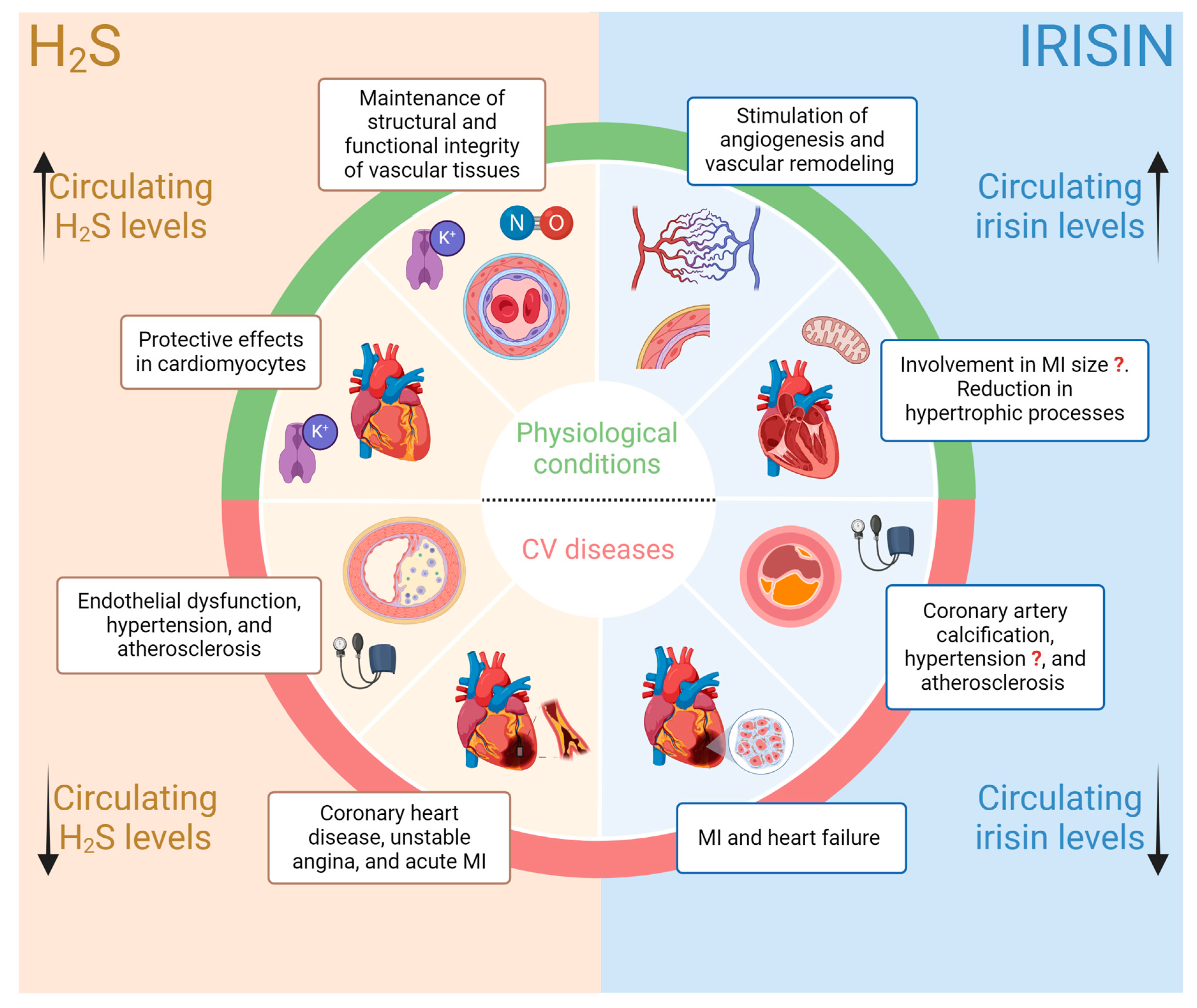 Antioxidants 13 00543 g001 Antioxidants 13 00543 g001