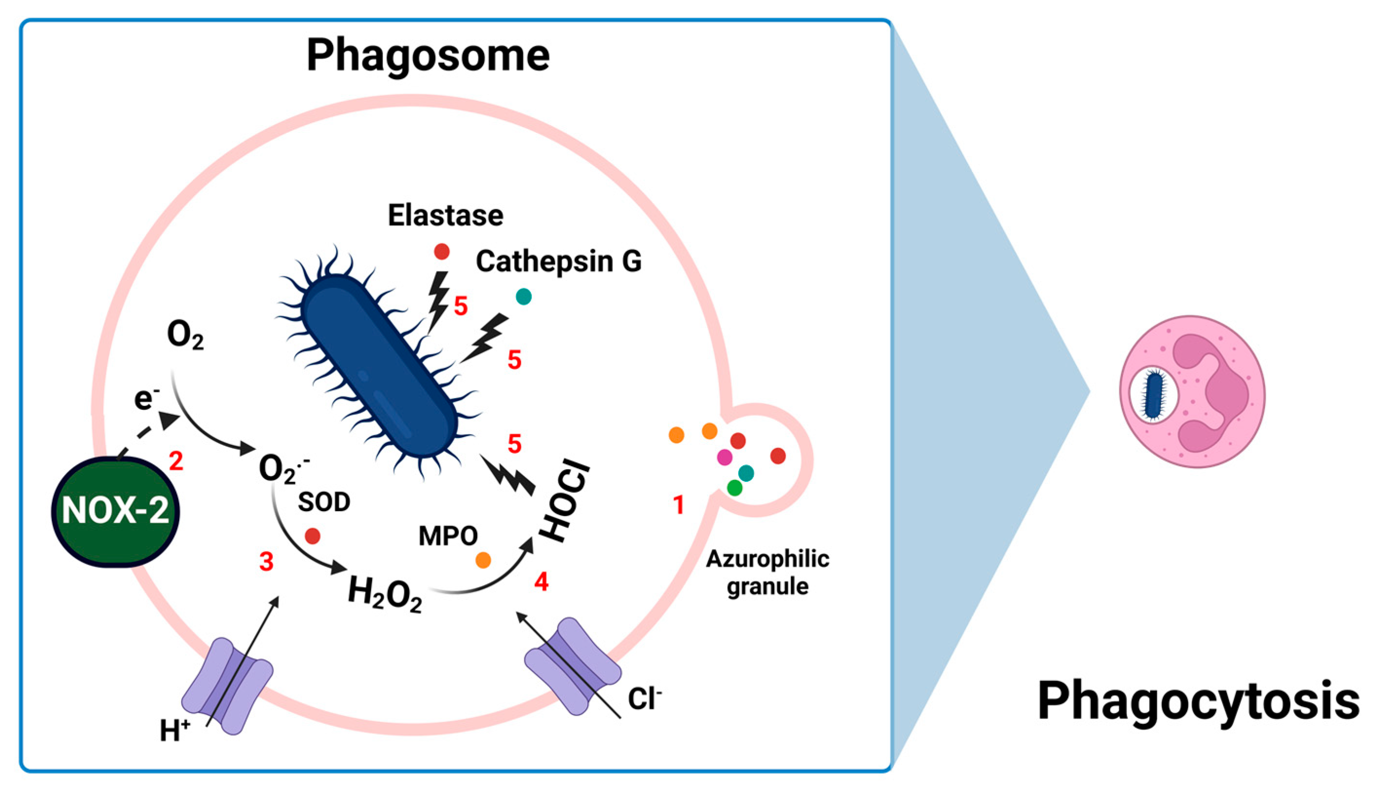 Antioxidants 13 00545 g002