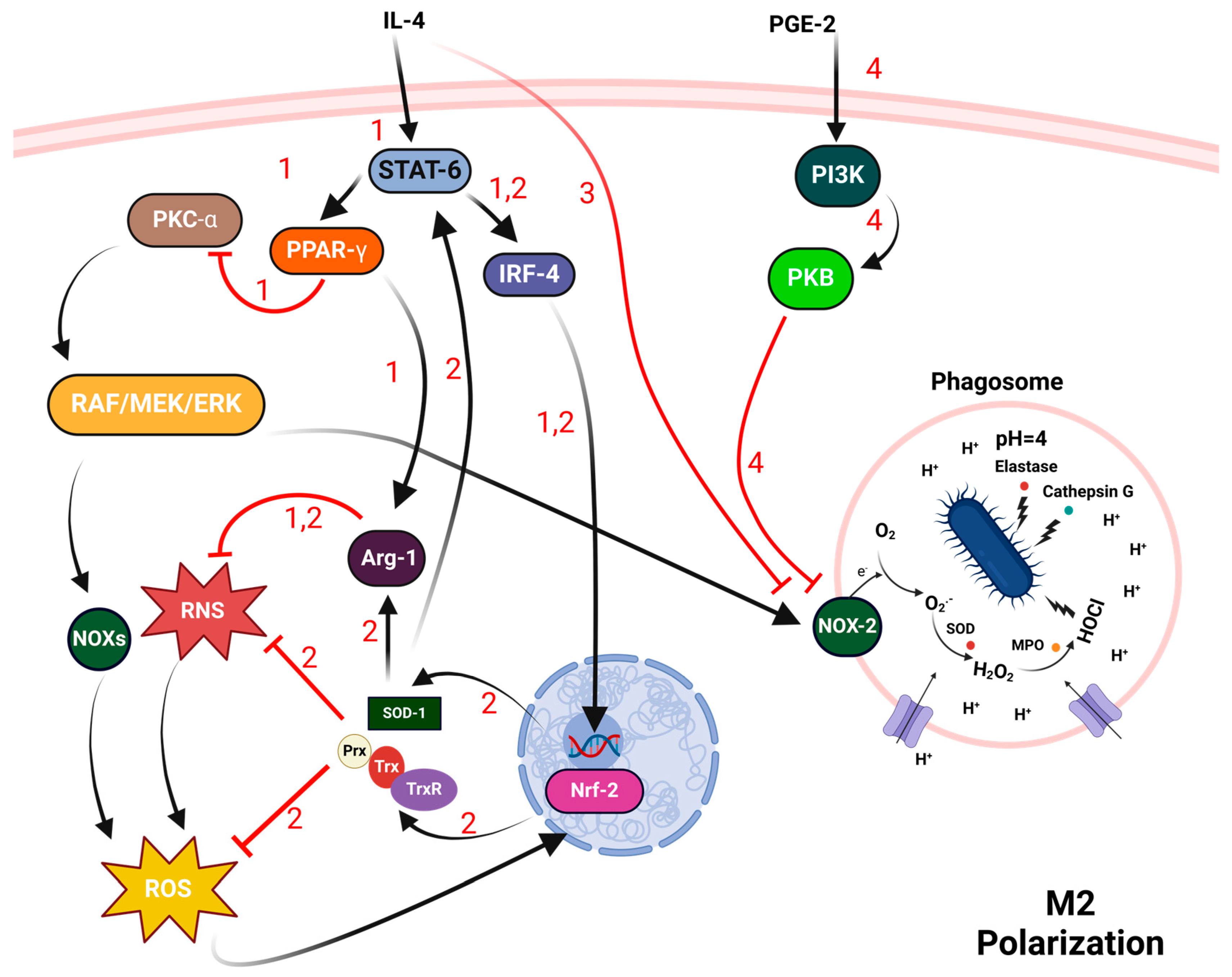 Antioxidants 13 00545 g005