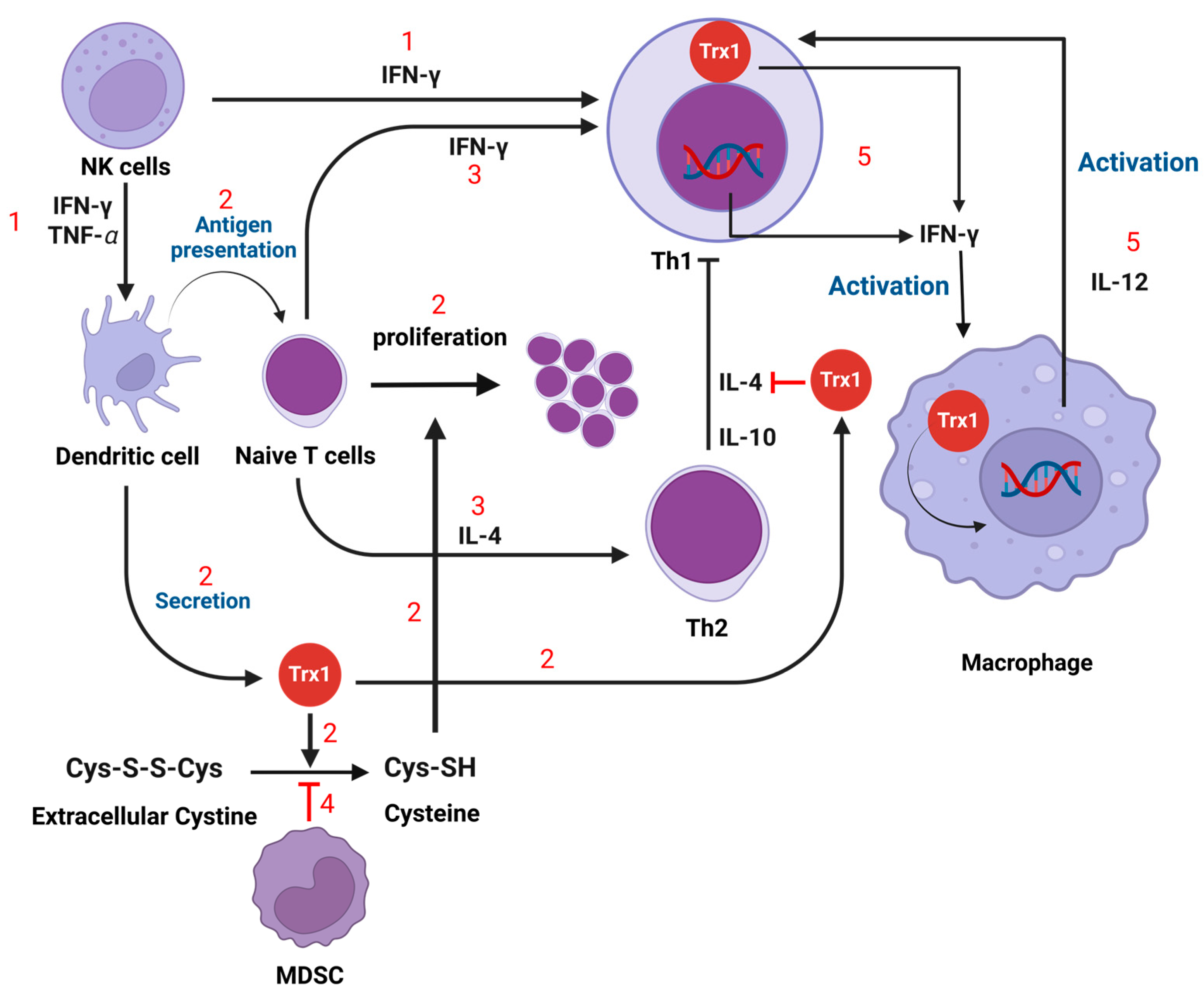 Antioxidants 13 00545 g006