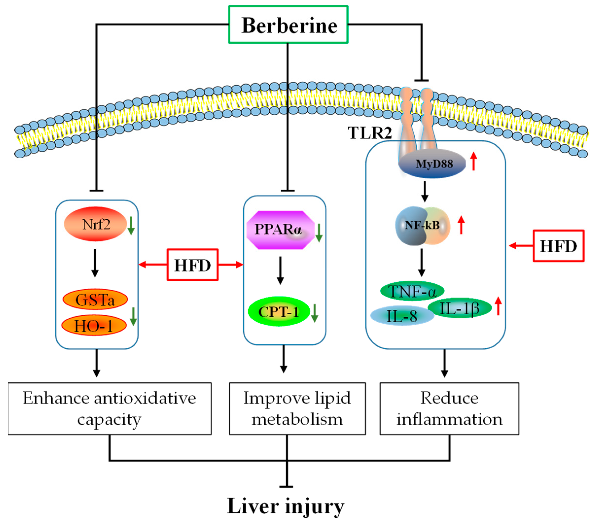 Antioxidants 13 00548 g008