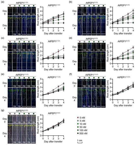 もえ エクストラパック 第21弾 もえ♡ドラ ｜ Z/X - Zillions of enemy X