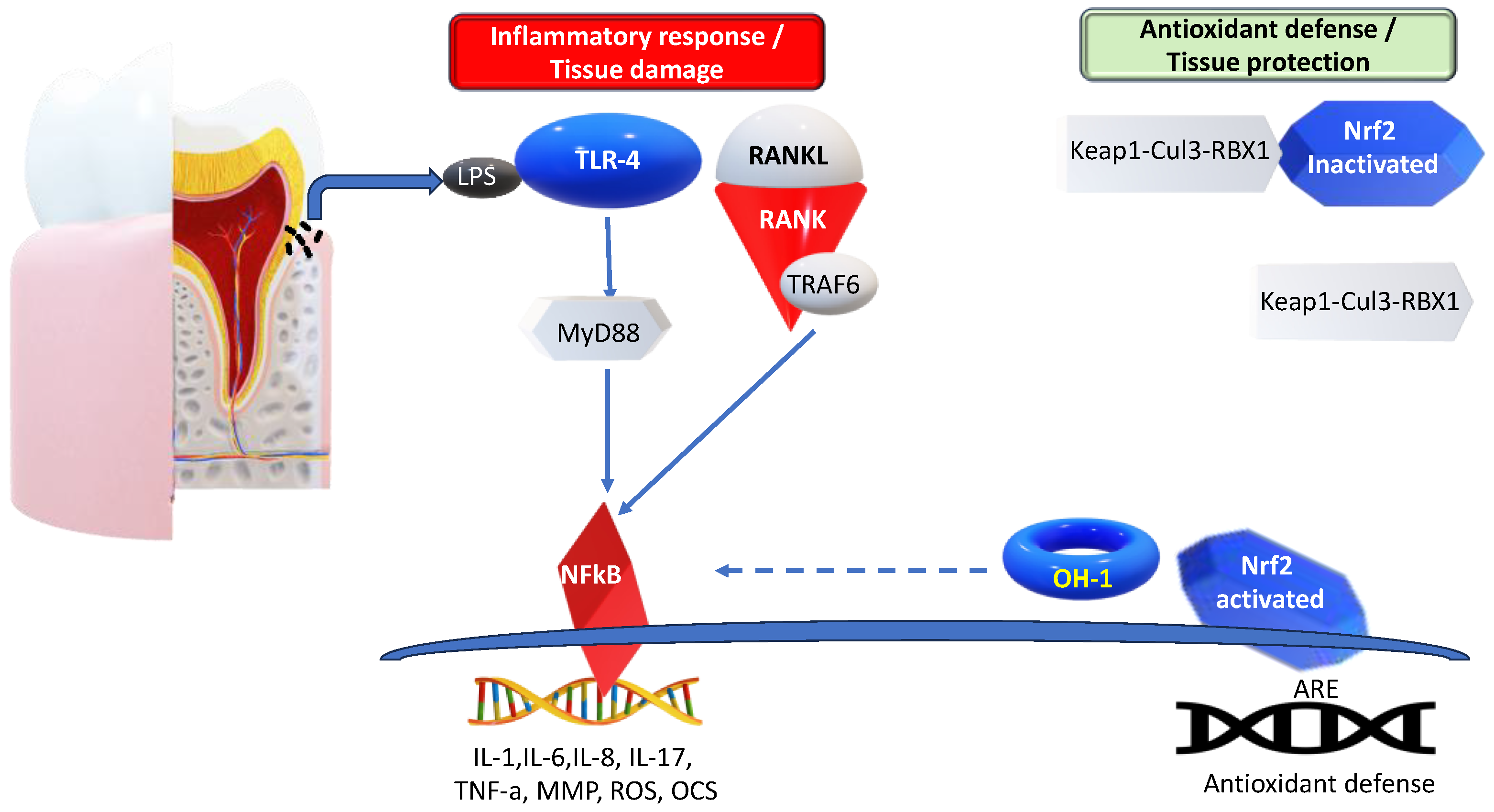Antioxidants 13 00566 g003